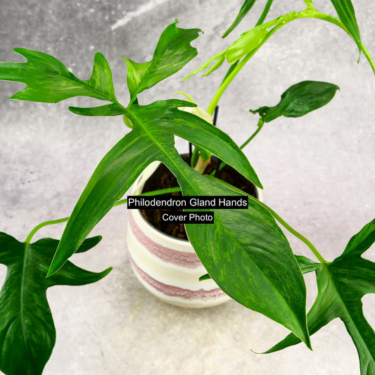 Philodendron Glad Hands - New Release C89