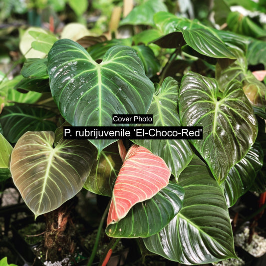 Philodendron - El Choco Red A117