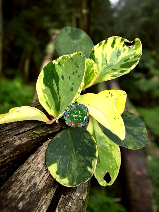 Peperomia obtusifolia ‘Tropicolor’ L64