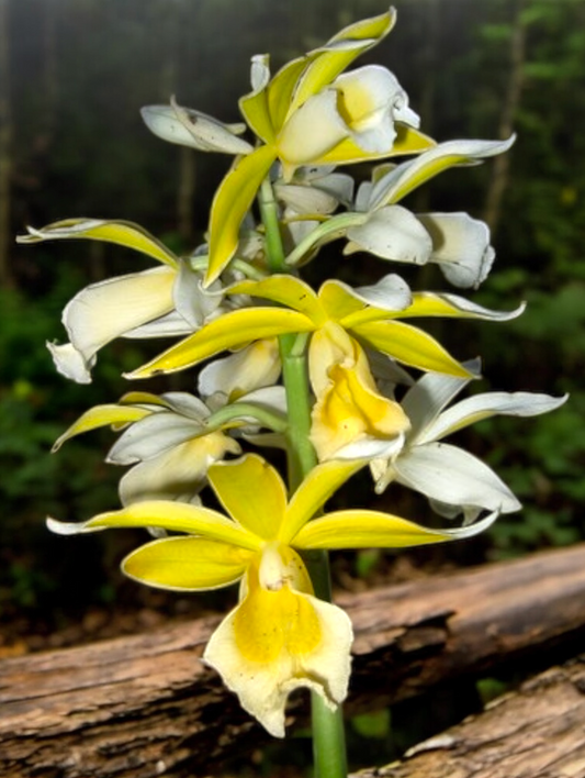 Phaius bernaysii ‘Yellow Swamp Orchid’ - Rarely Offered C21