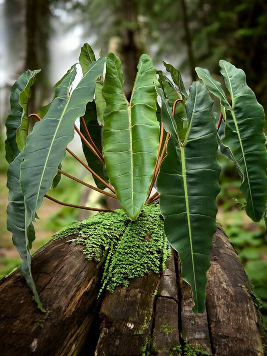 Philodendron Billietiae - Best Pick of the Crop!