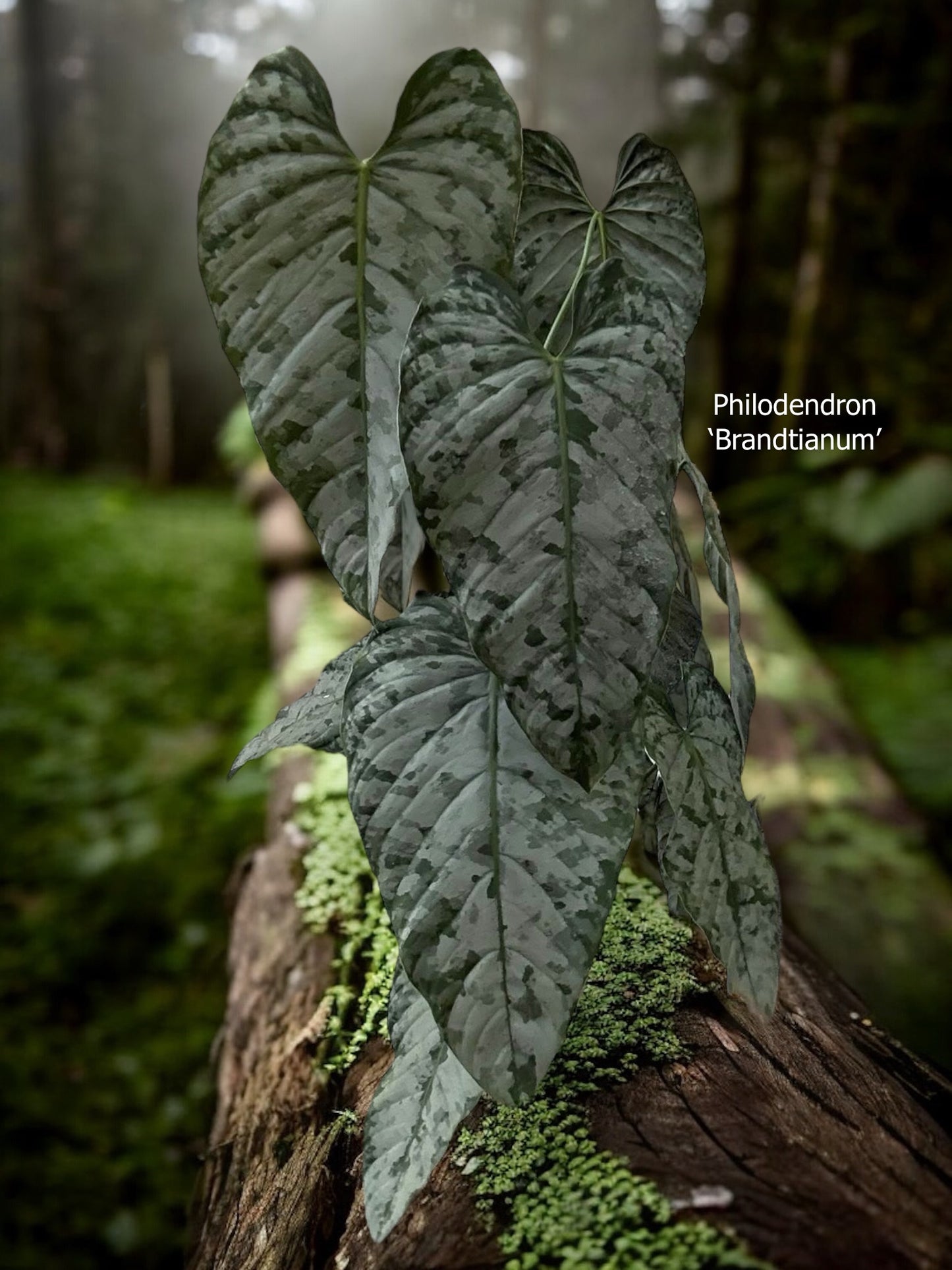 Philodendron Brandtianum L21