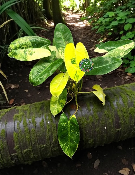 Philodendron 'Burle Marx Variegata' - Best Plant in Stock.