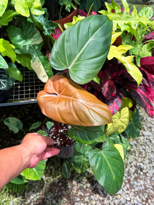 Philodendron 'Summer Glory' (Large) U12