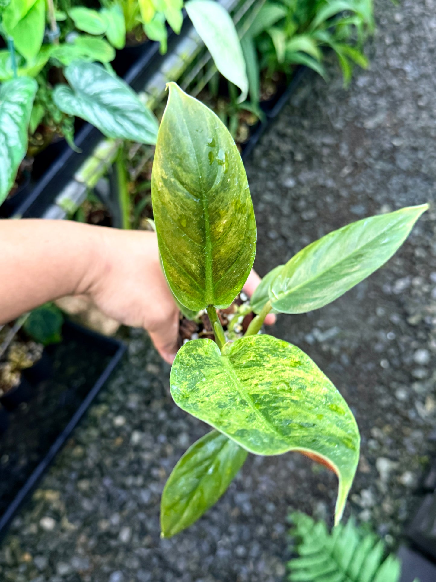 Philodendron 'Subhastatum' Variegata  R83