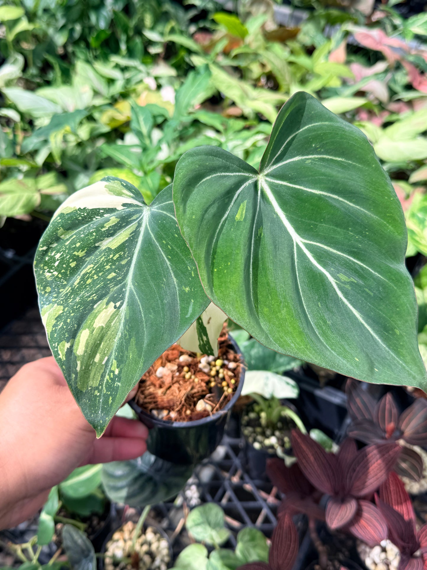 Philodendron Gloriosum Variegata - NONTC M22