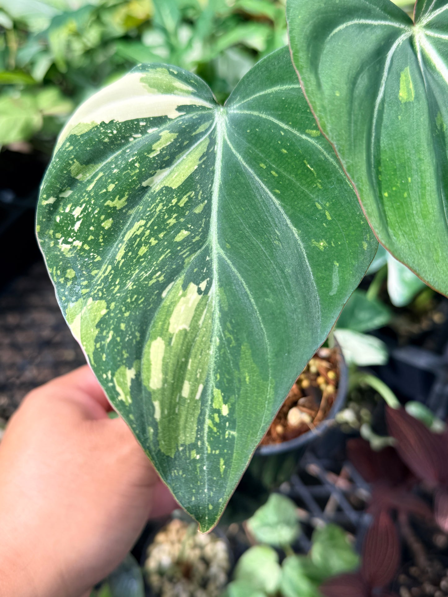Philodendron Gloriosum Variegata - NONTC M22