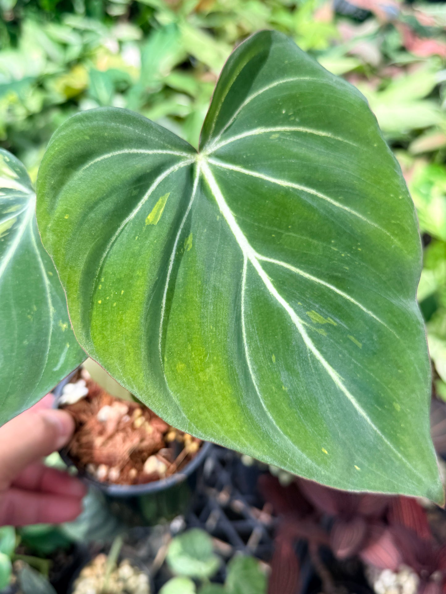 Philodendron Gloriosum Variegata - NONTC M22