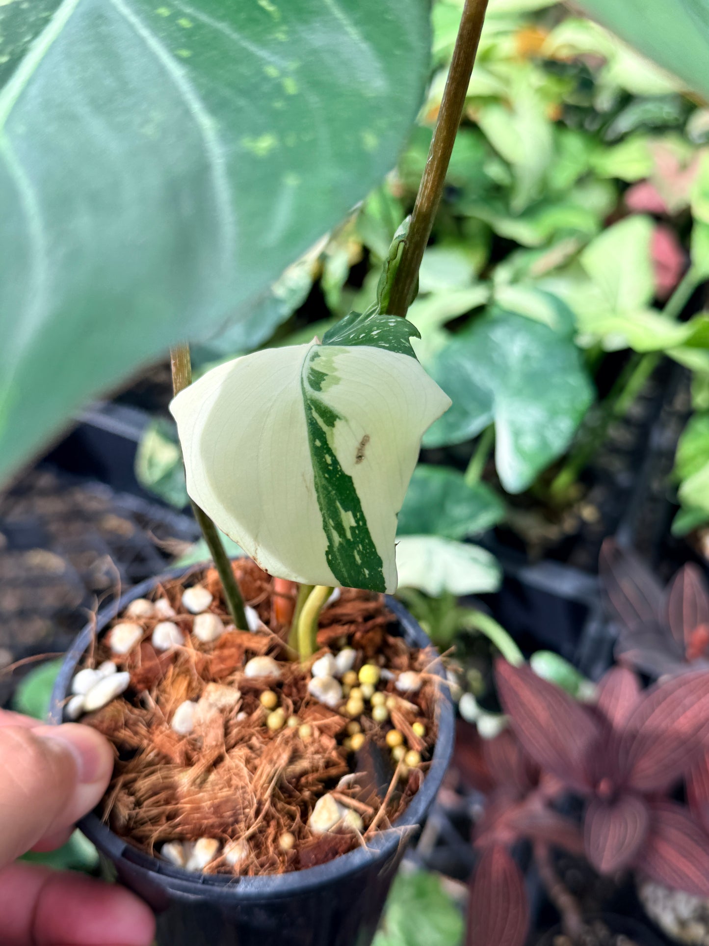 Philodendron Gloriosum Variegata - NONTC M22