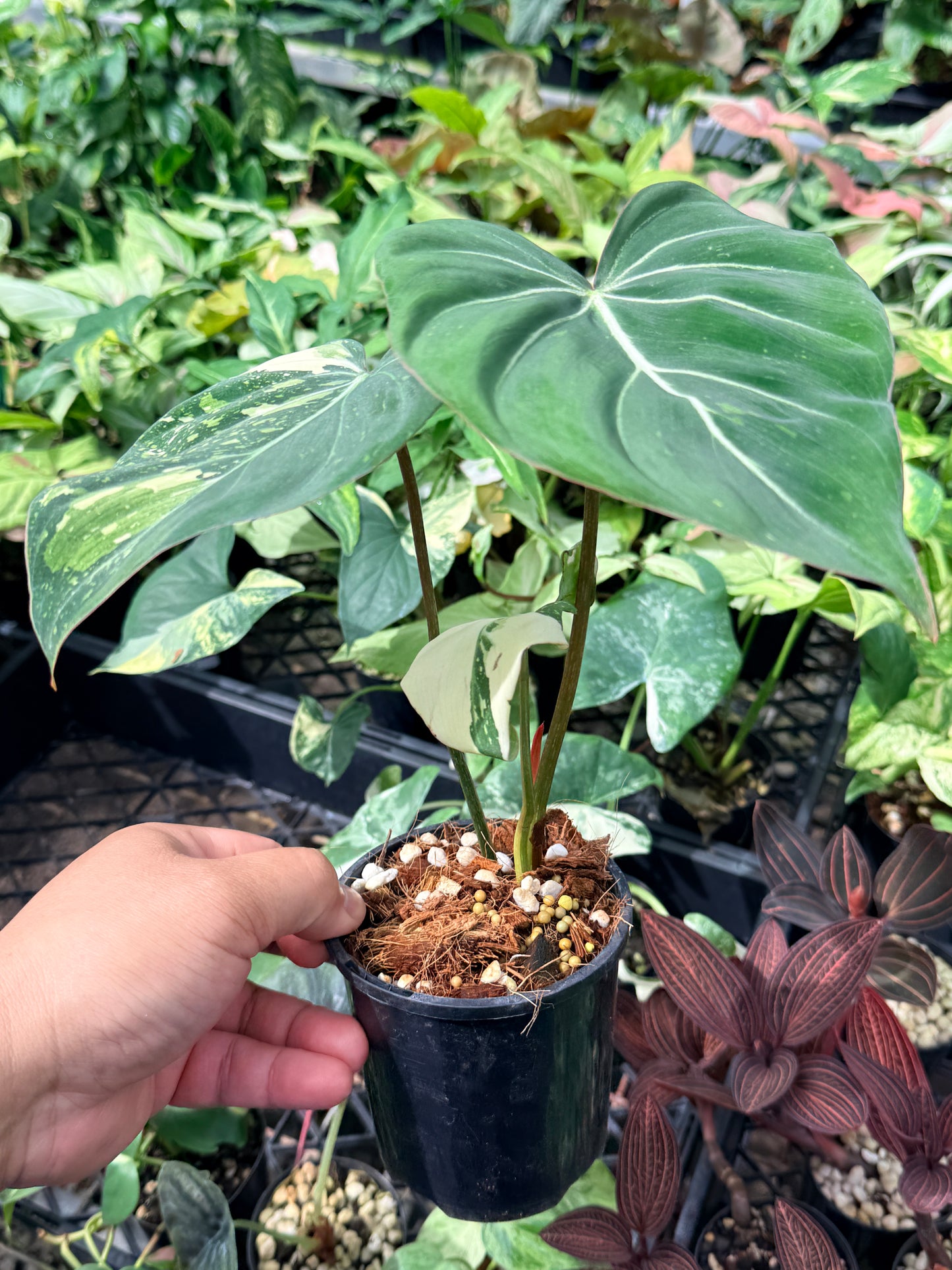 Philodendron Gloriosum Variegata - NONTC M22