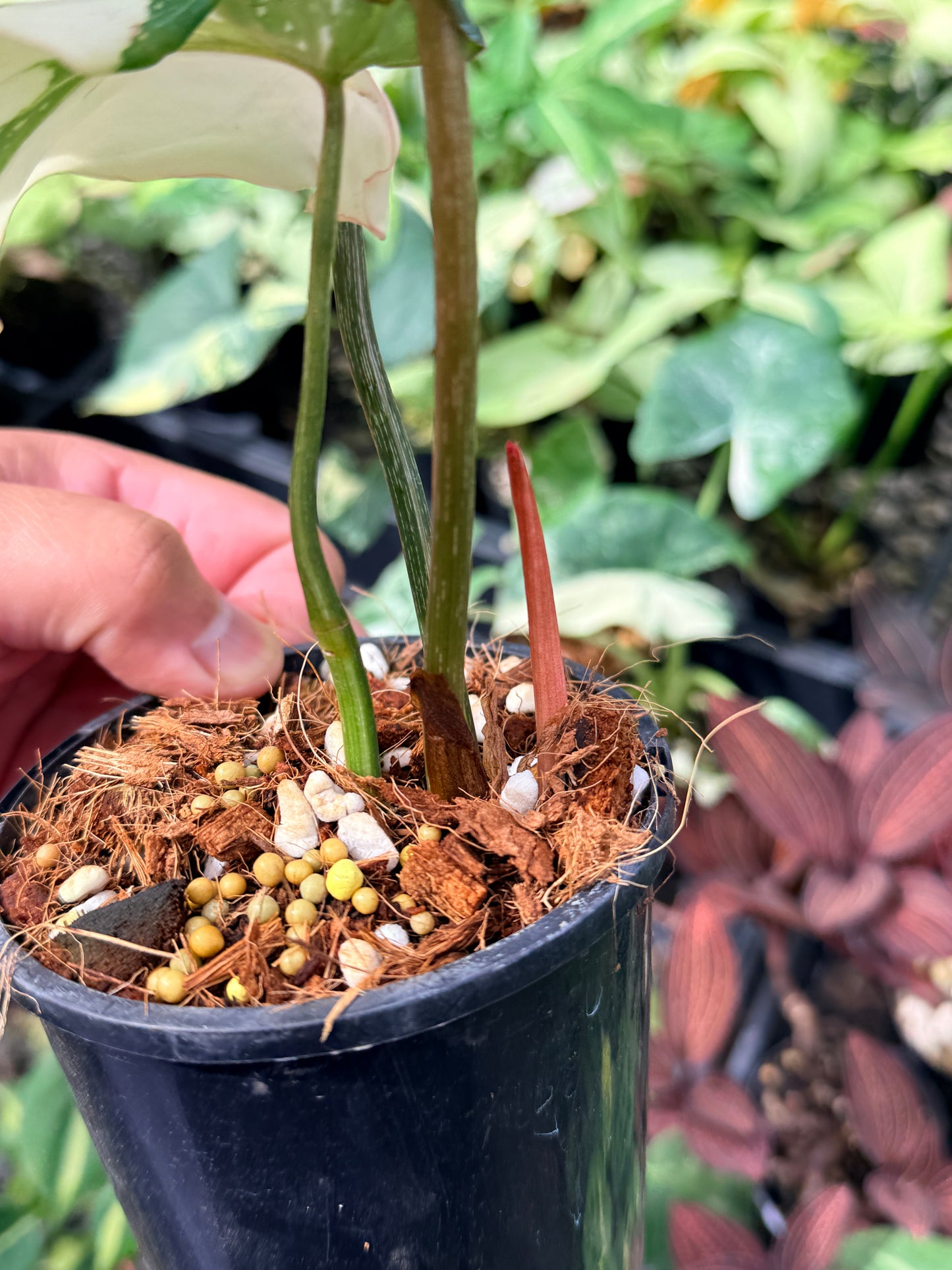 Philodendron Gloriosum Variegata - NONTC M22