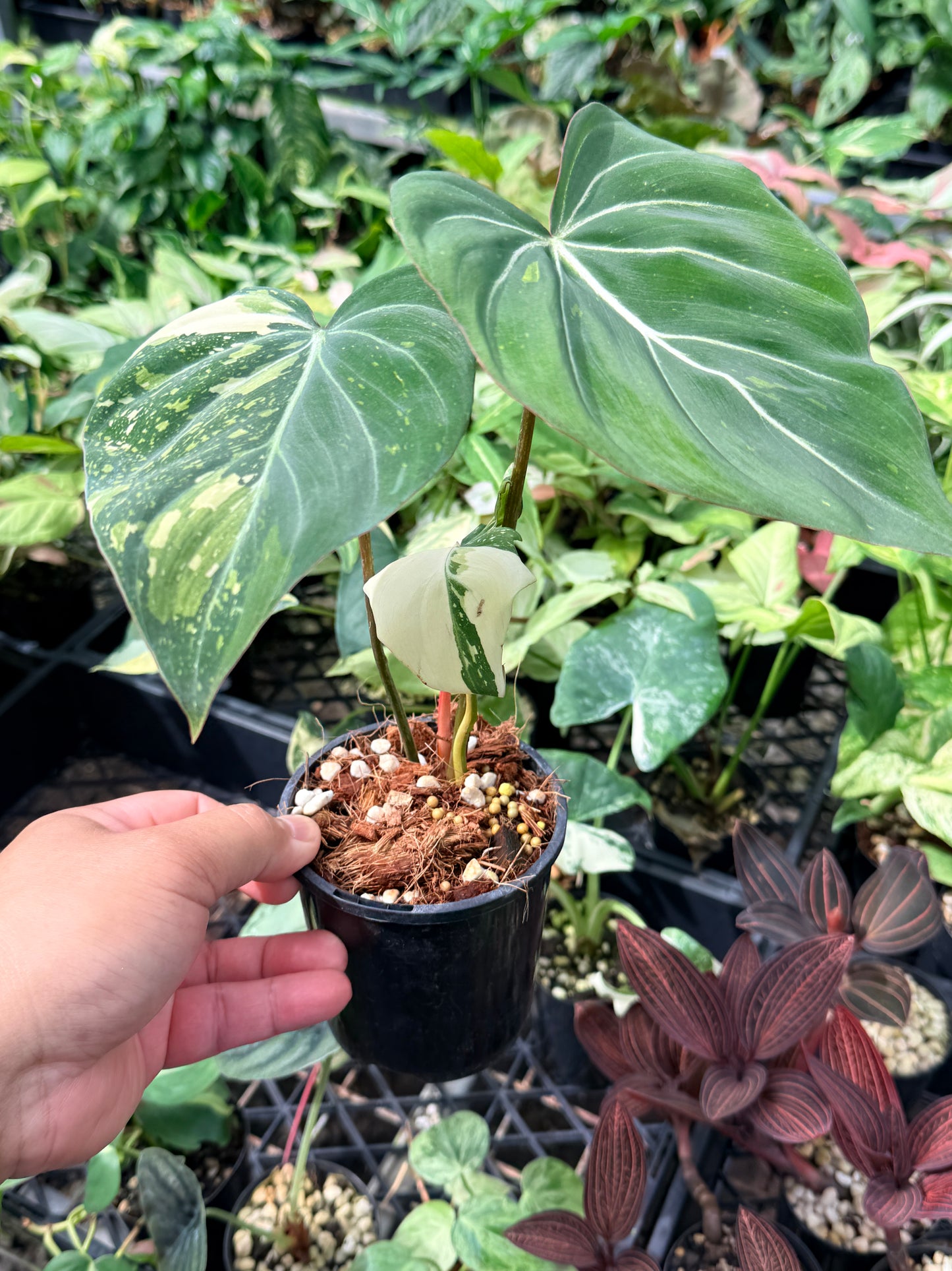 Philodendron Gloriosum Variegata - NONTC M22