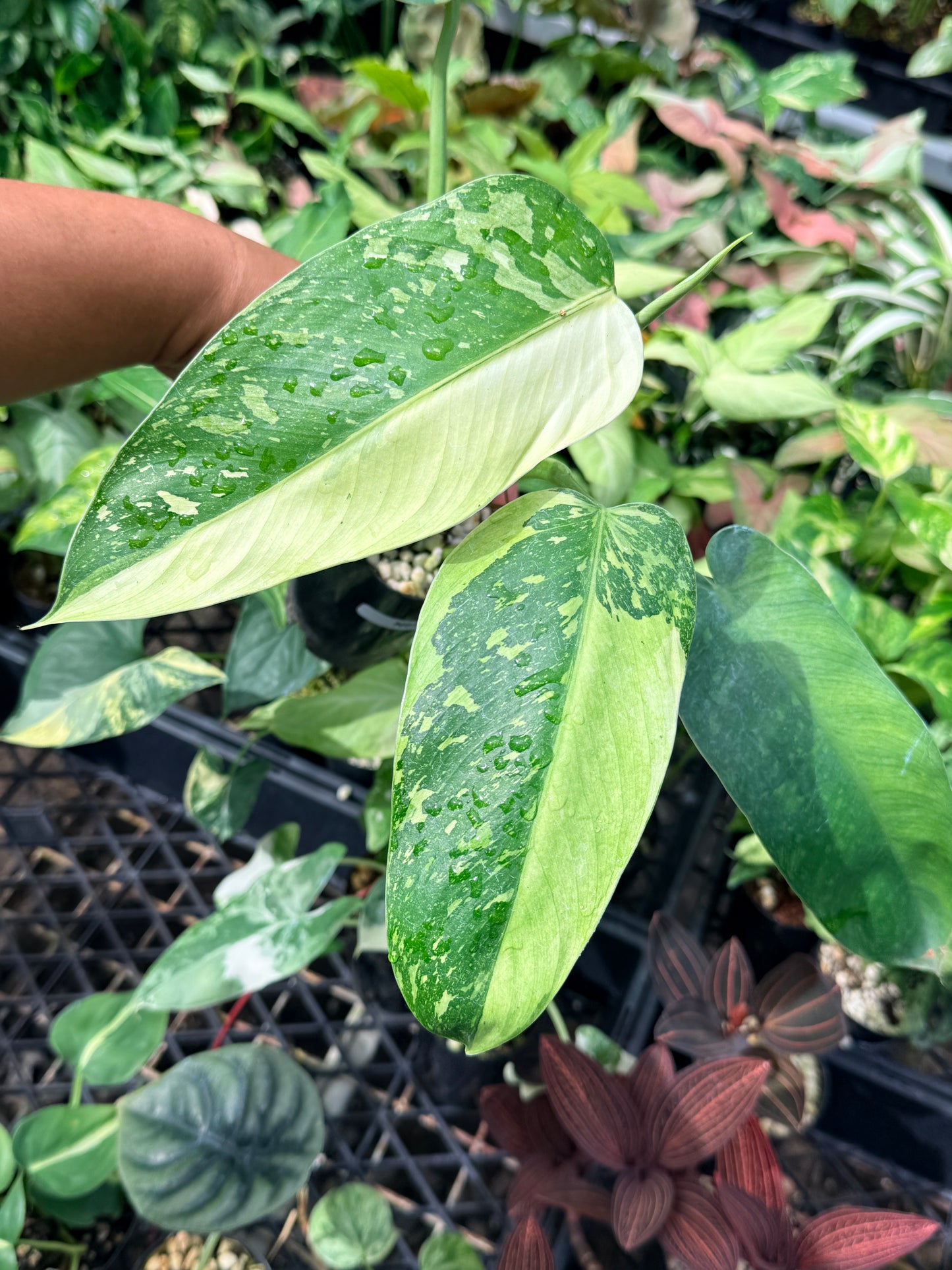 Philodendron Jose Buono Variegated N65
