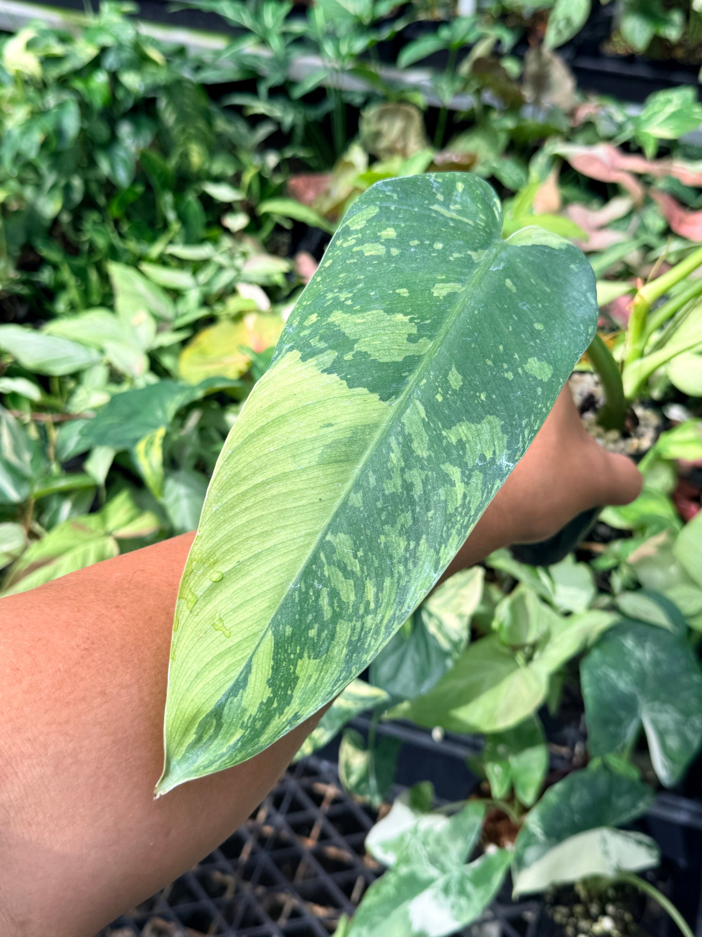 Philodendron Jose Buono Variegated N65