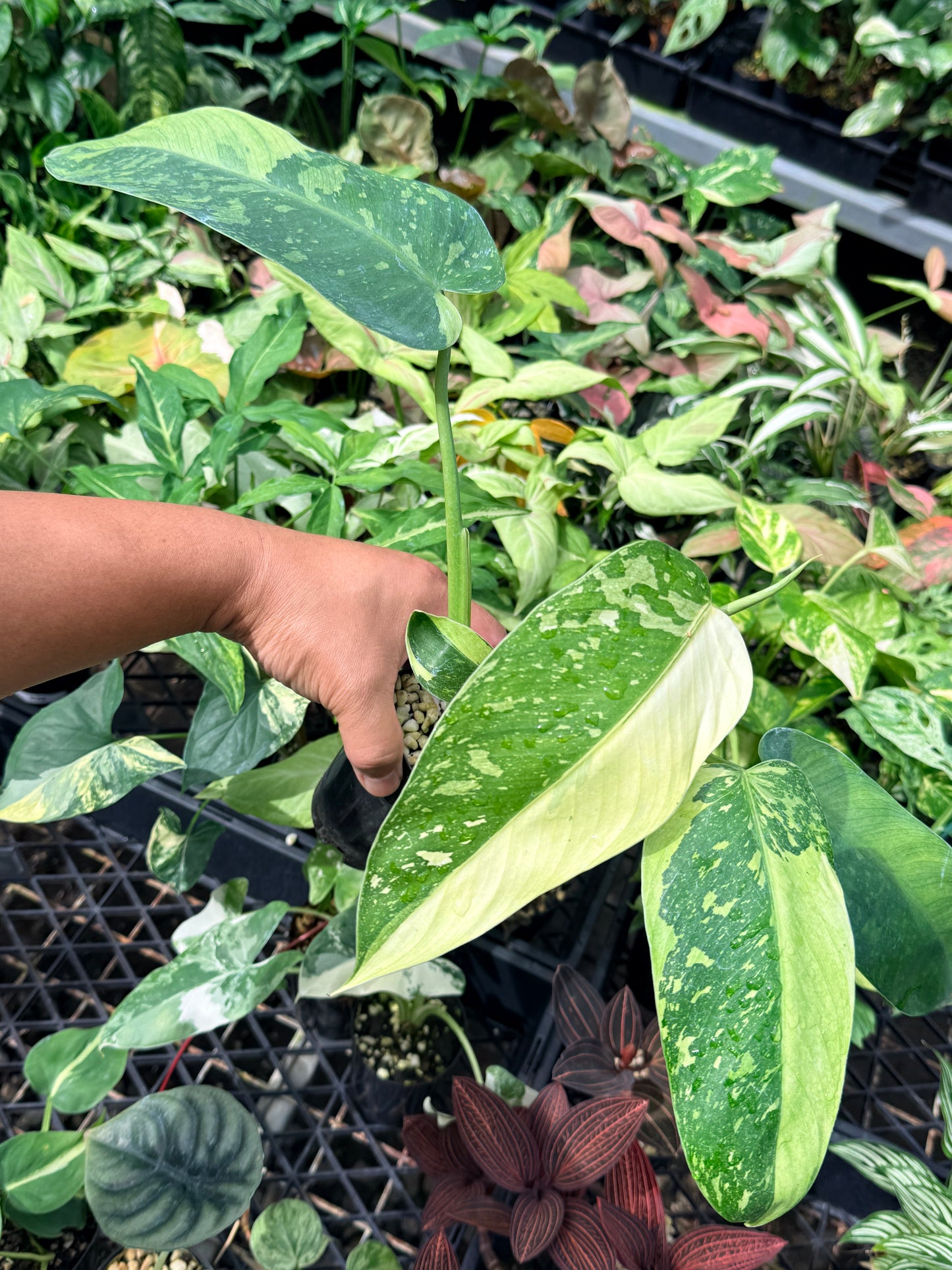 Philodendron Jose Buono Variegated N65