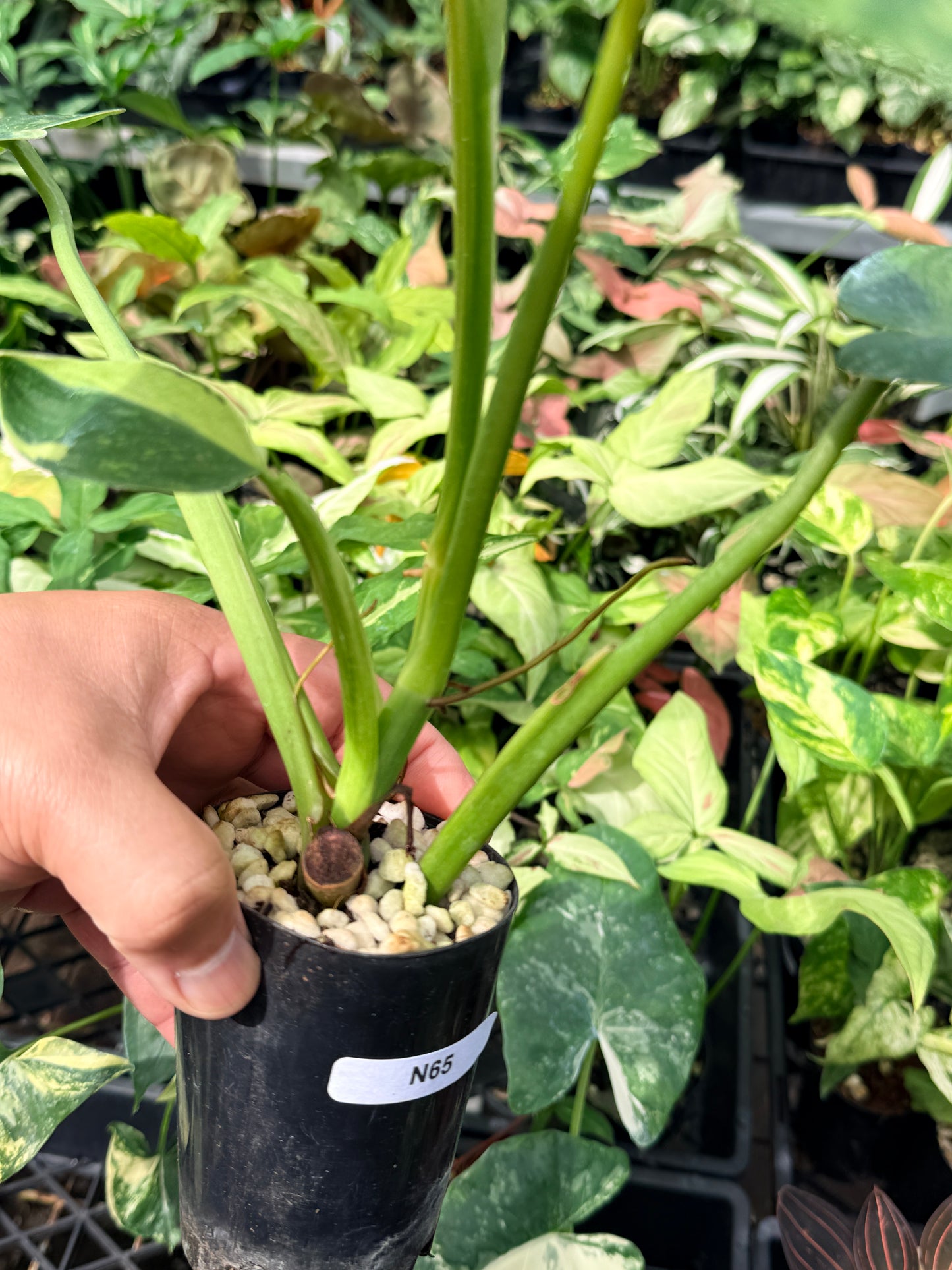 Philodendron Jose Buono Variegated N65