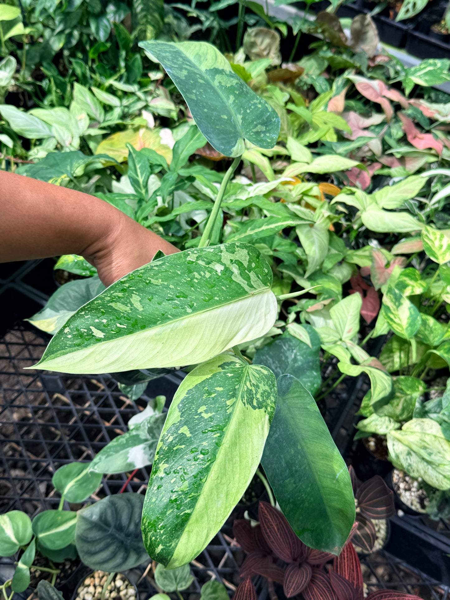 Philodendron Jose Buono Variegated N65