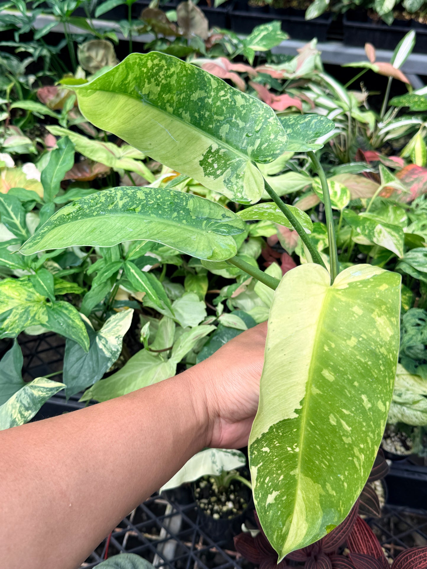 Philodendron Jose Buono Variegated N66
