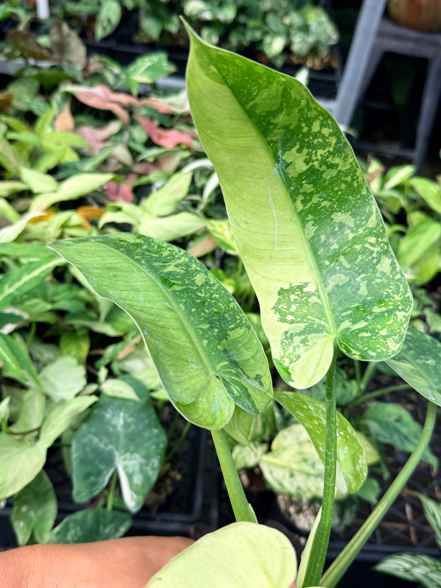 Philodendron Jose Buono Variegated N66