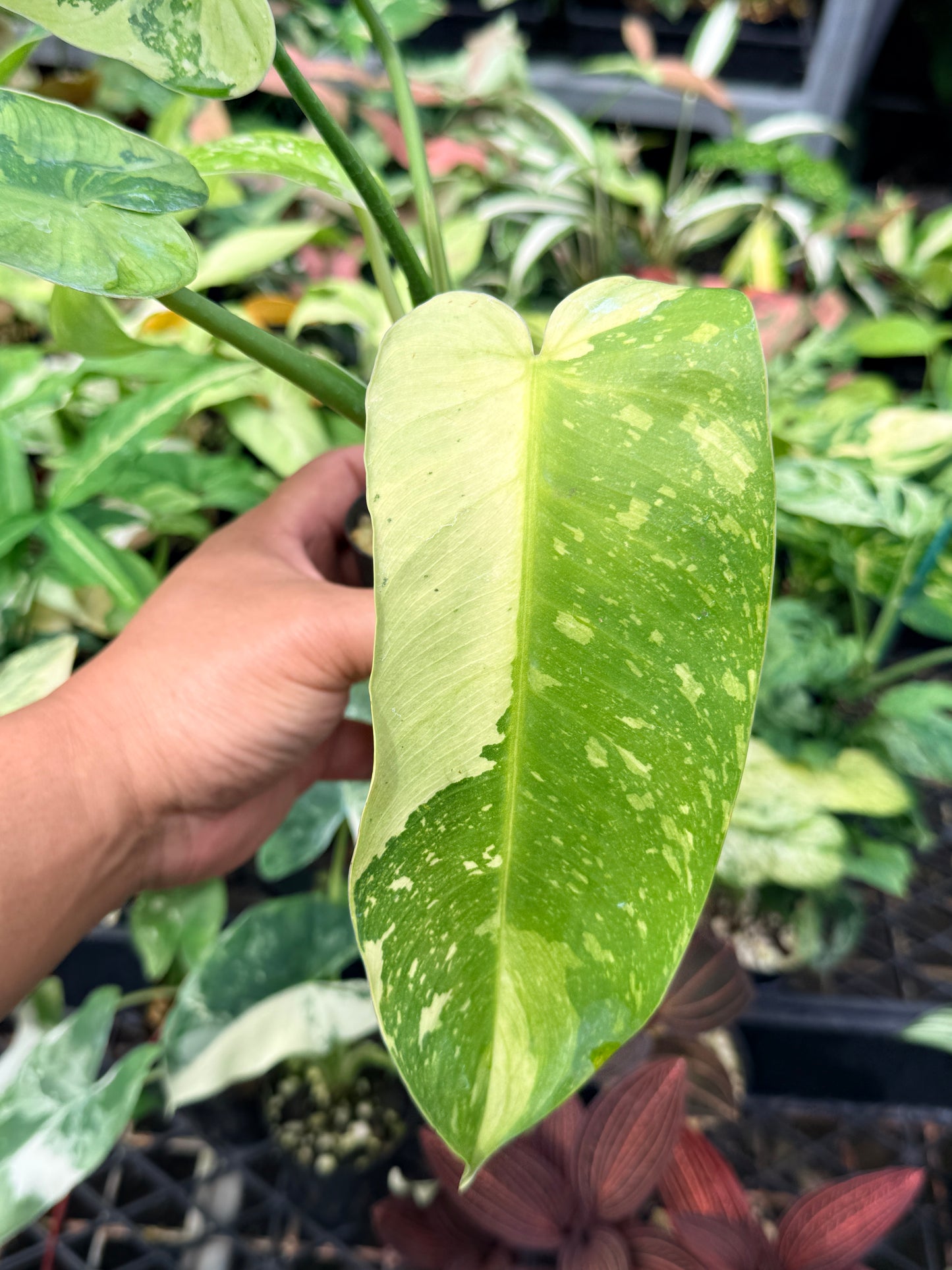 Philodendron Jose Buono Variegated N66
