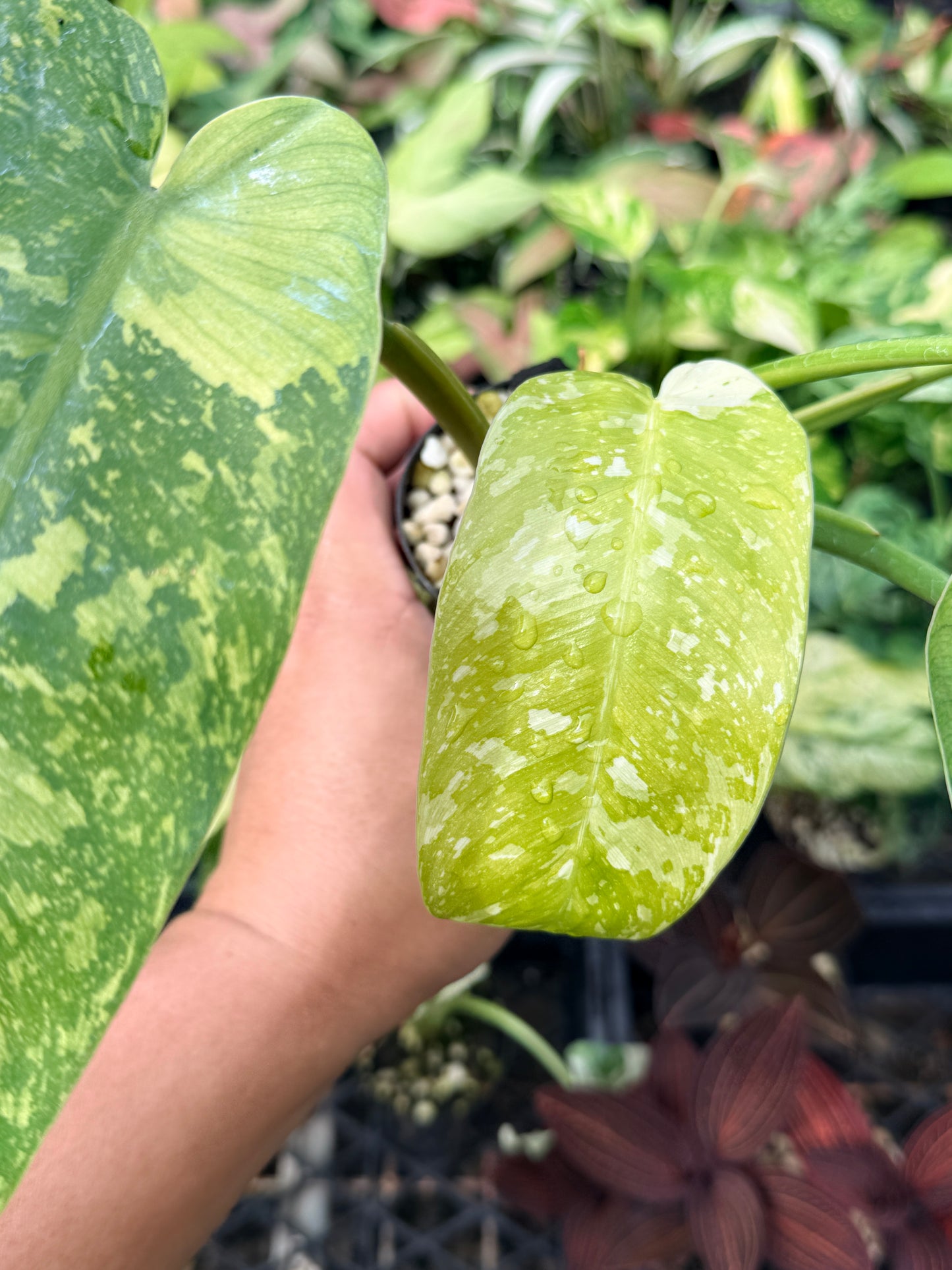 Philodendron Jose Buono Variegated N66