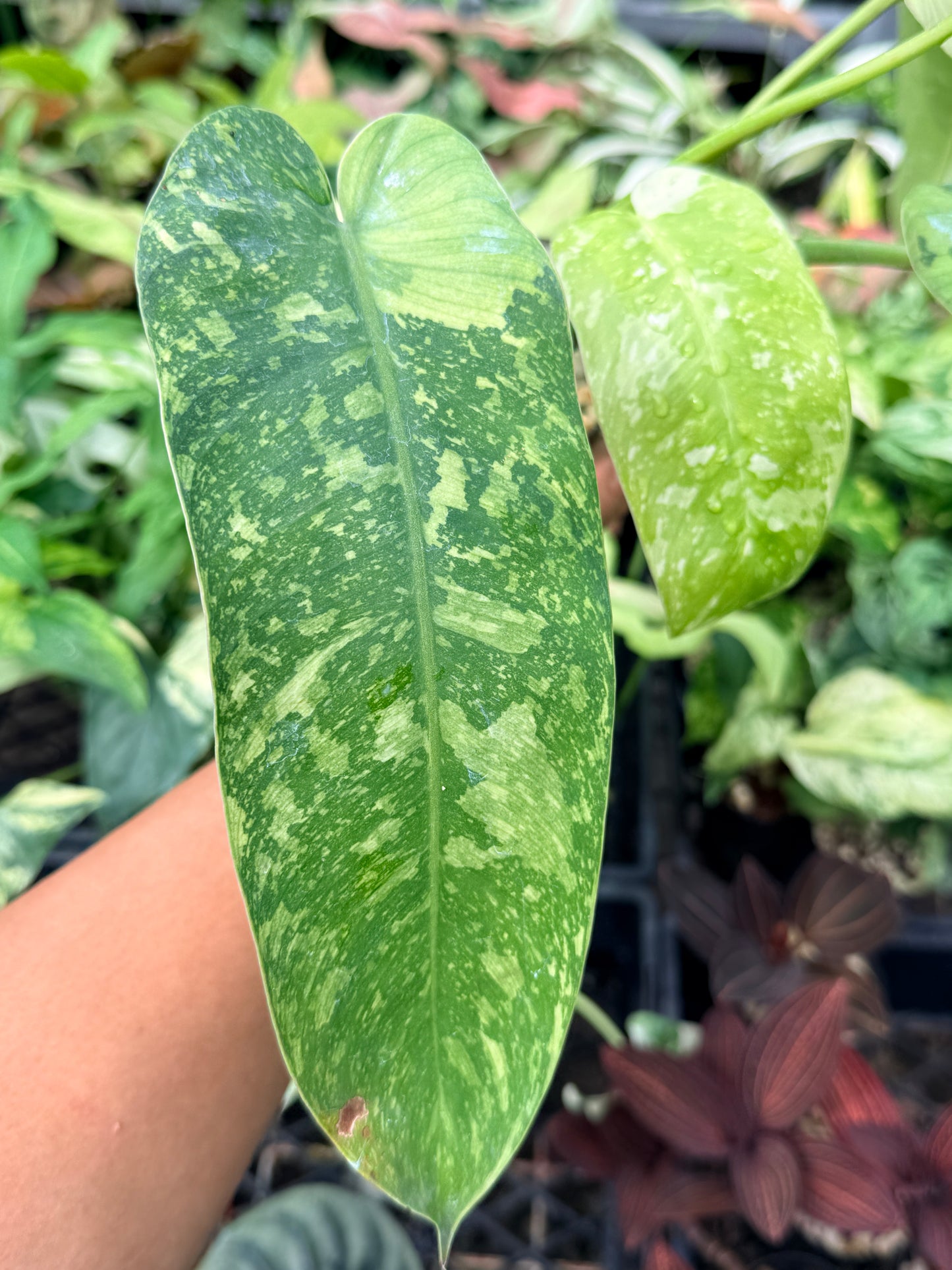Philodendron Jose Buono Variegated N66