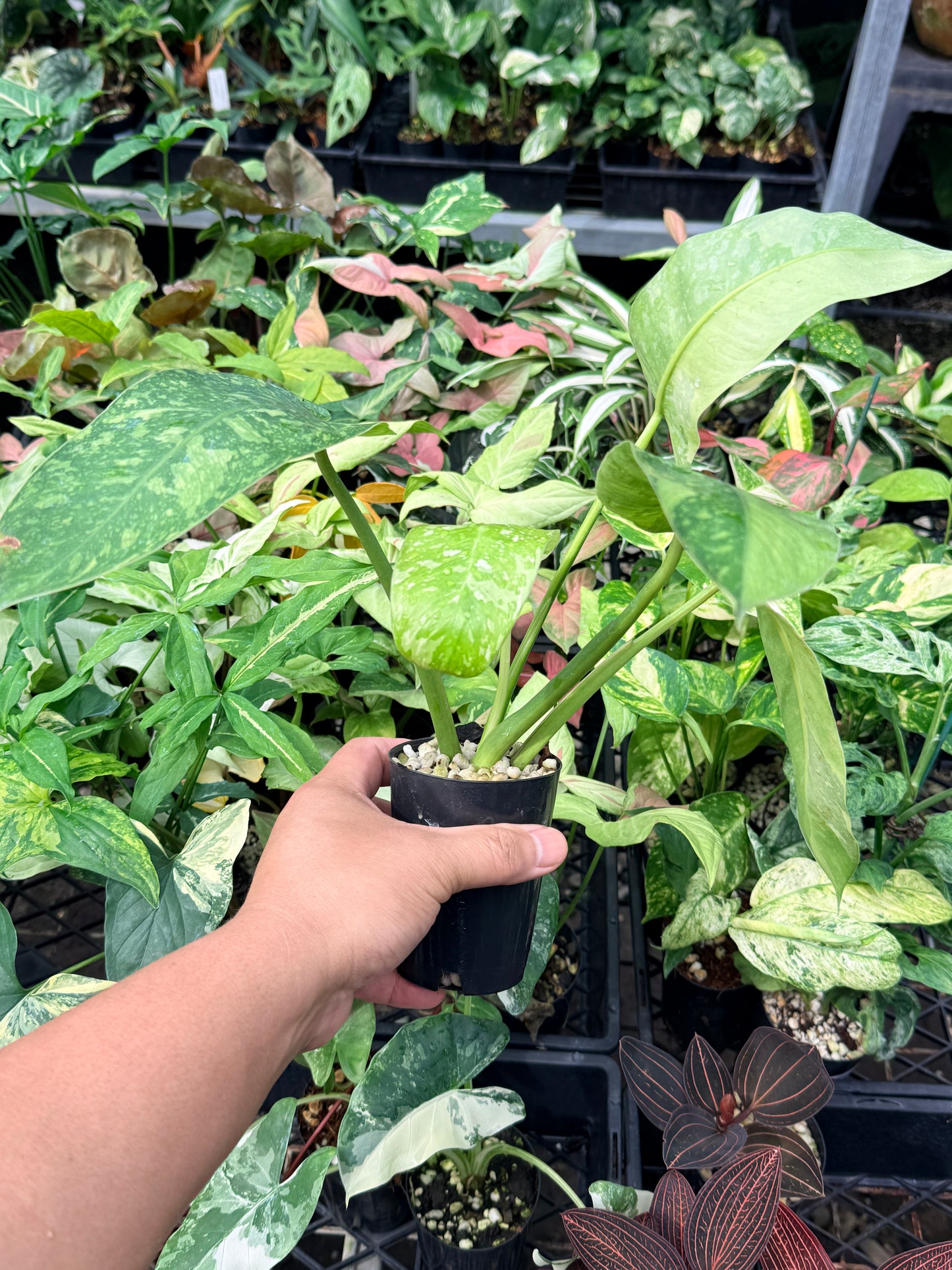 Philodendron Jose Buono Variegated N66