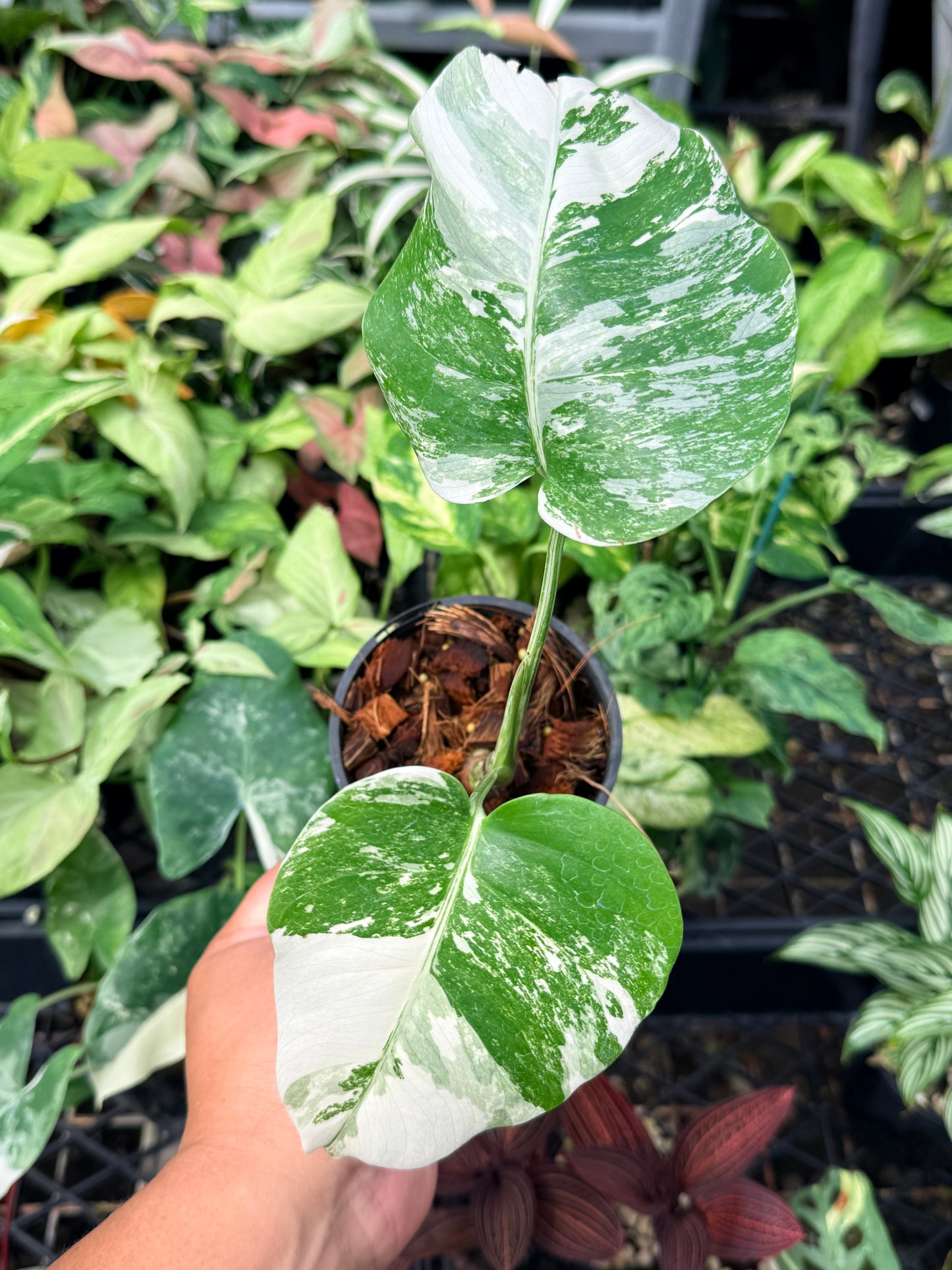 Monstera Borsigiana Albo N63