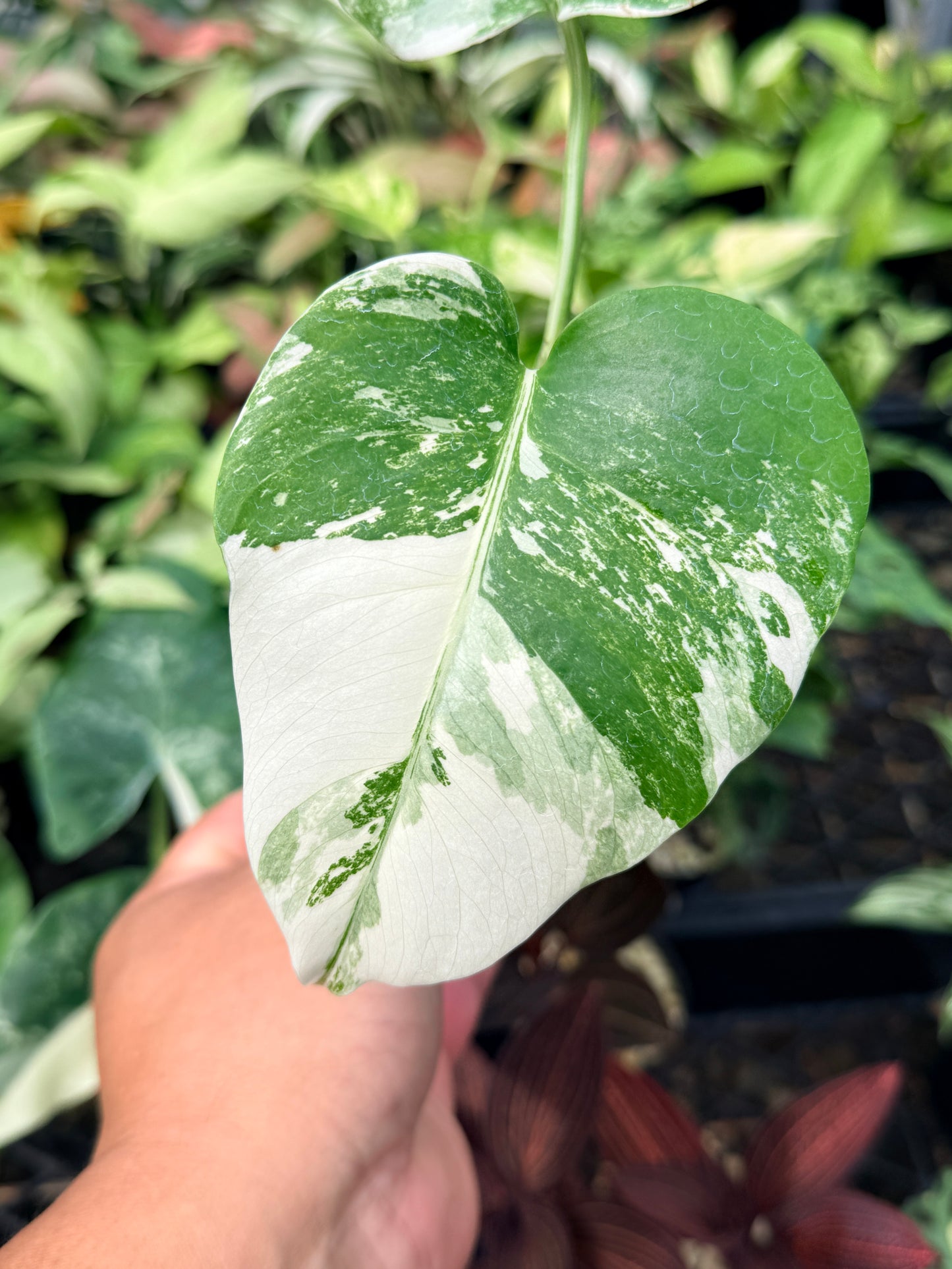 Monstera Borsigiana Albo N63