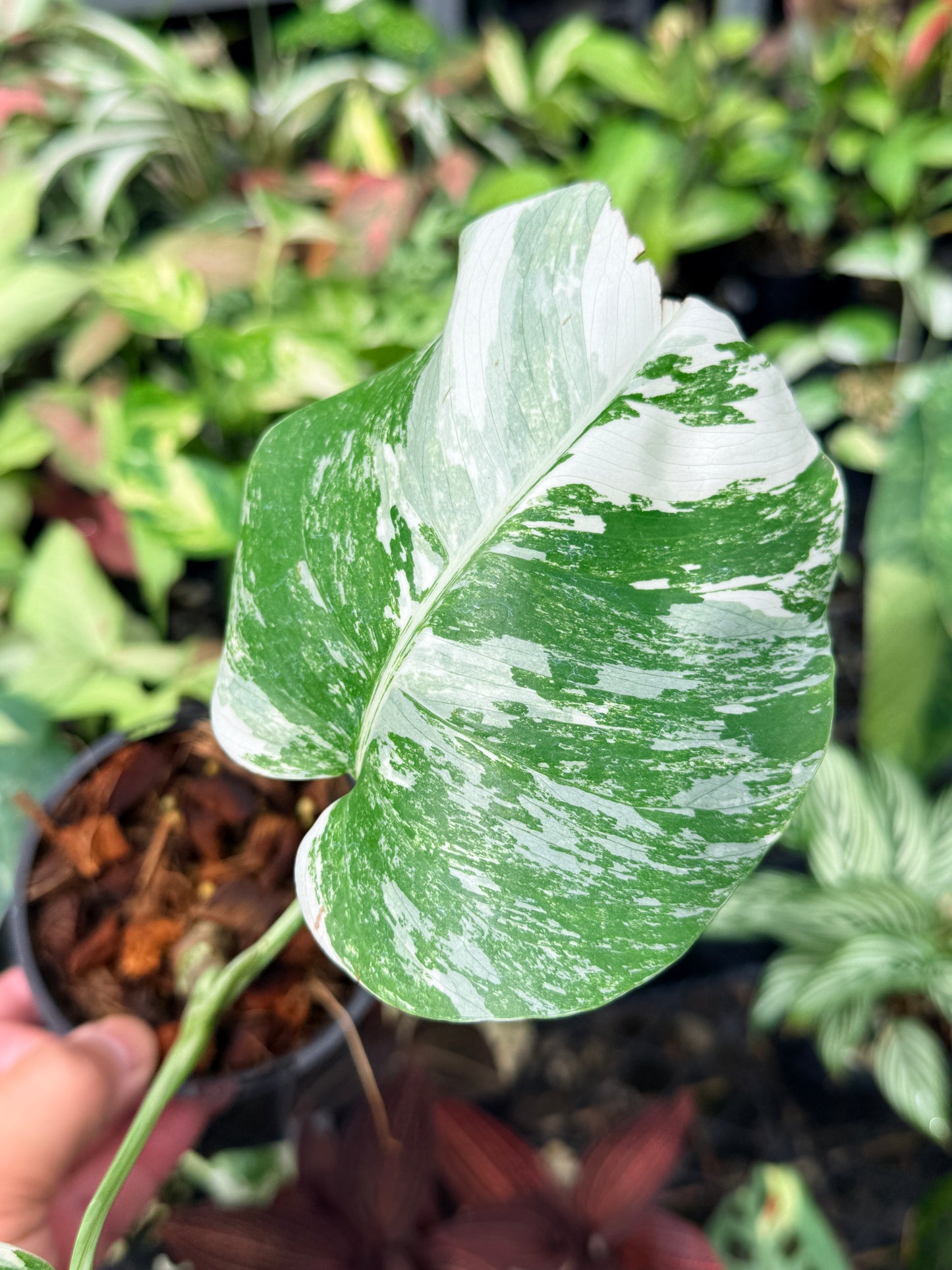 Monstera Borsigiana Albo N63