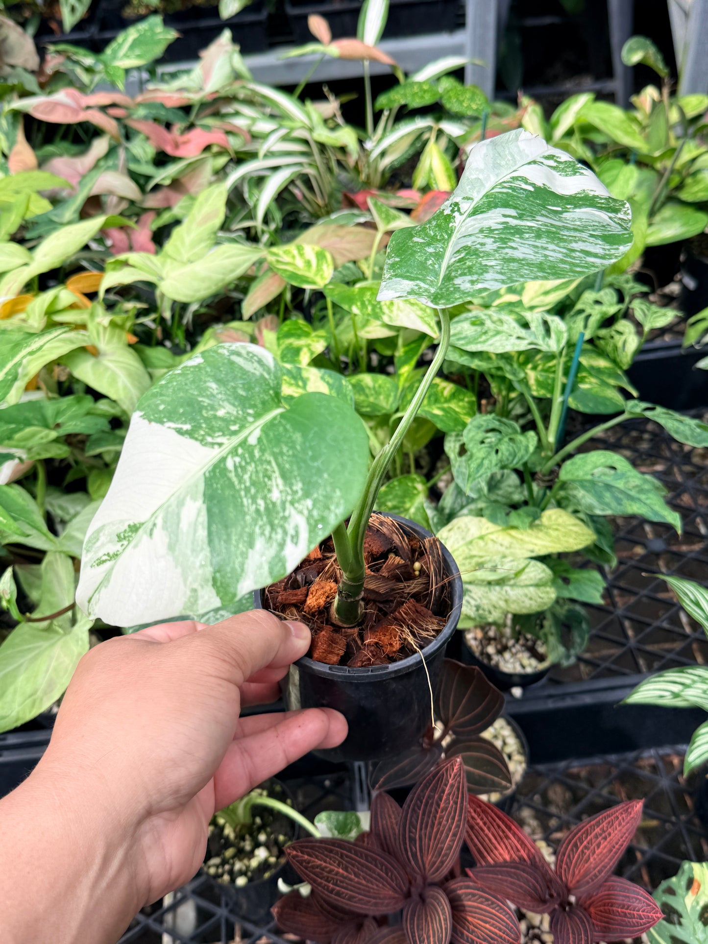 Monstera Borsigiana Albo N63