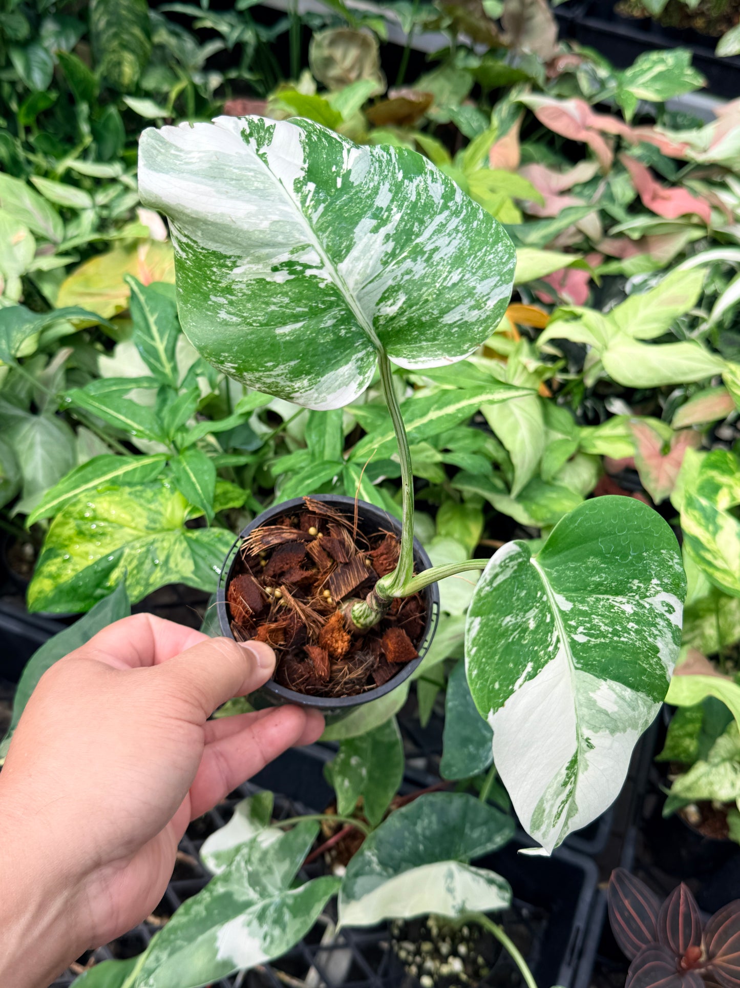 Monstera Borsigiana Albo N63