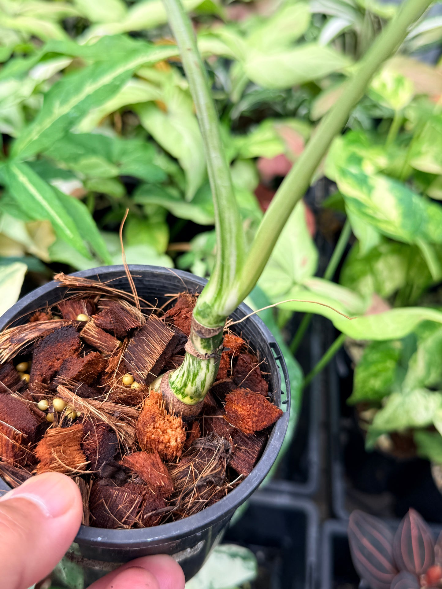 Monstera Borsigiana Albo N63