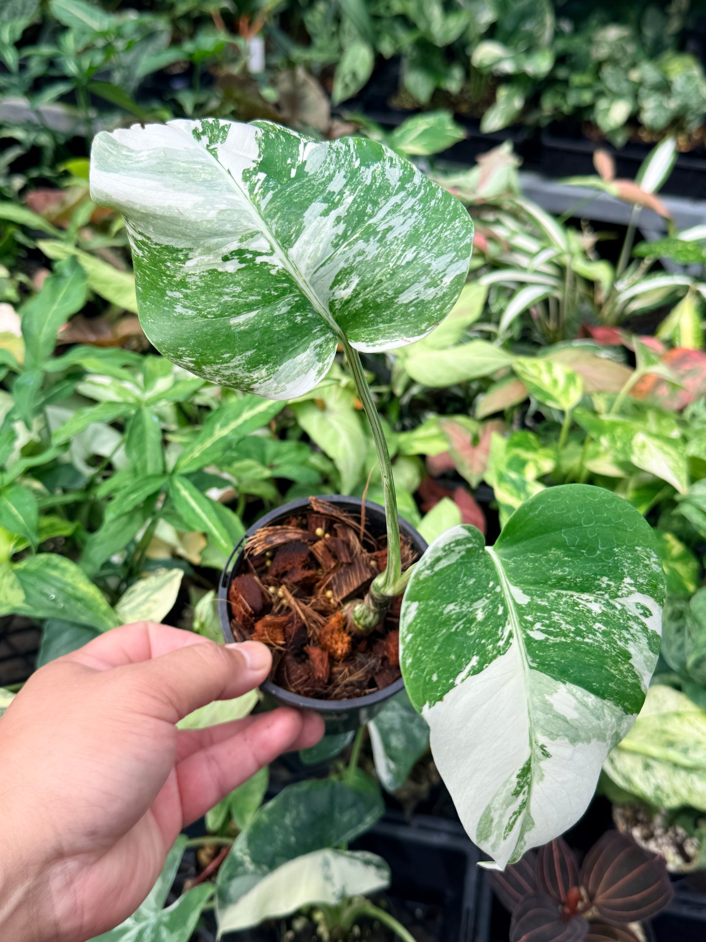 Monstera Borsigiana Albo N63
