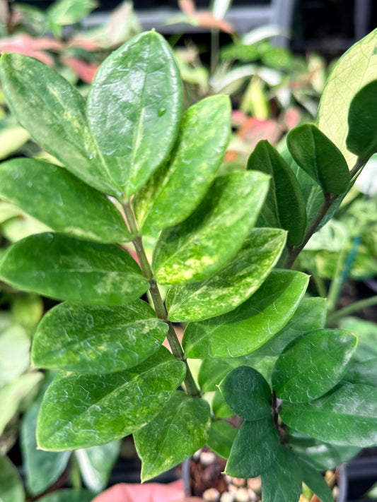 Zamioculcas zamiifolia 'Variegata' N67