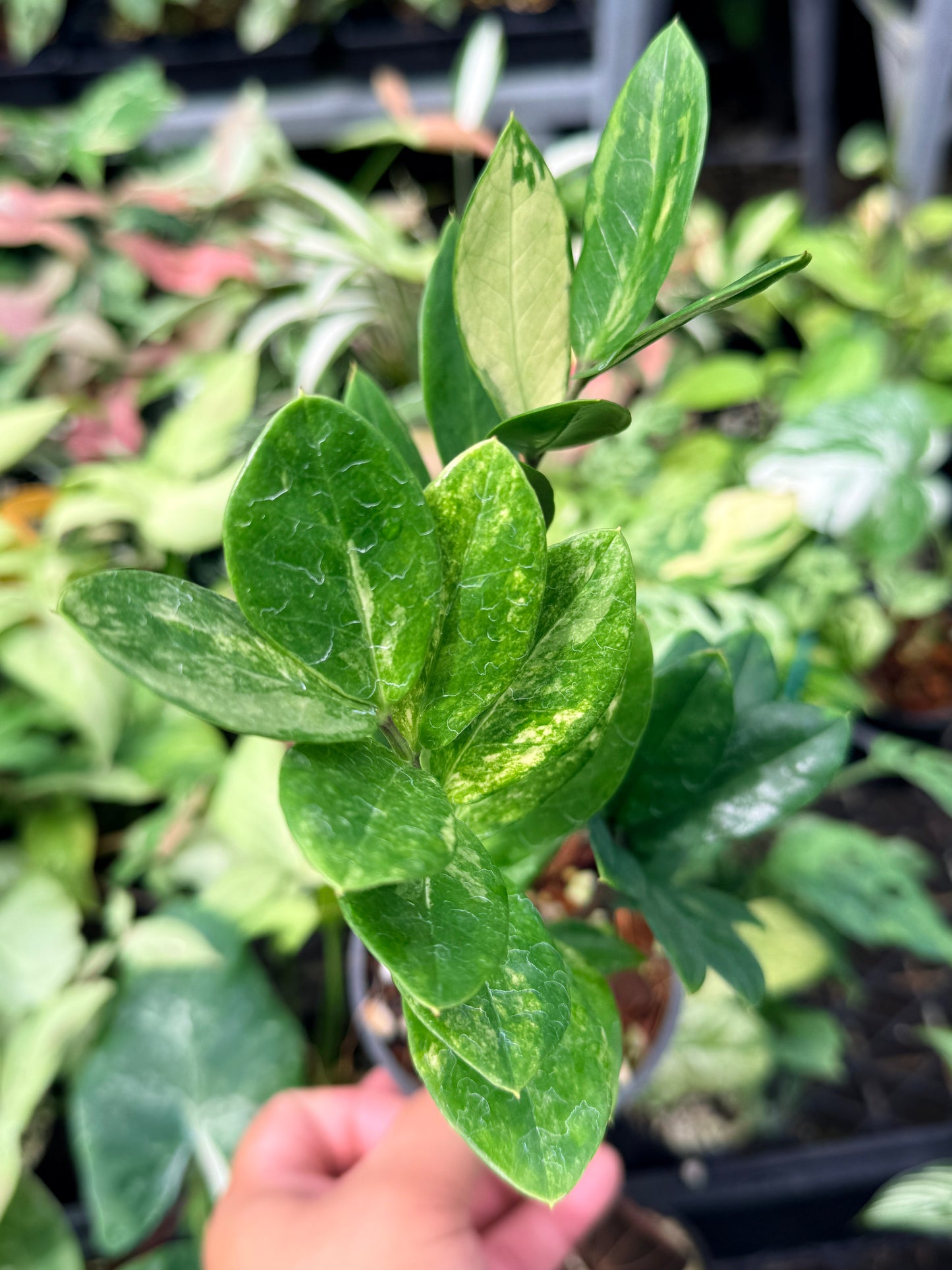 Zamioculcas zamiifolia 'Variegata' N67