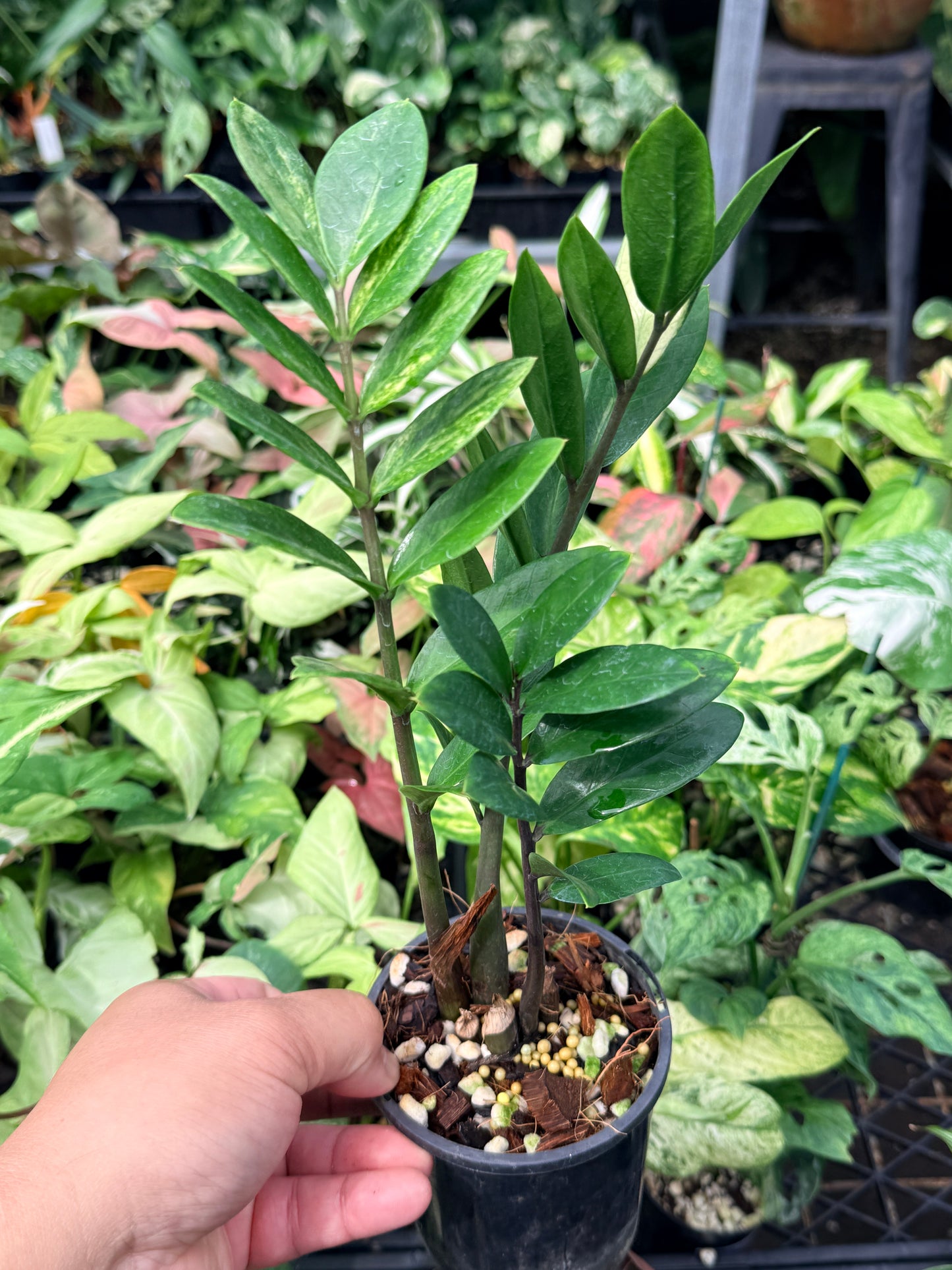Zamioculcas zamiifolia 'Variegata' N67