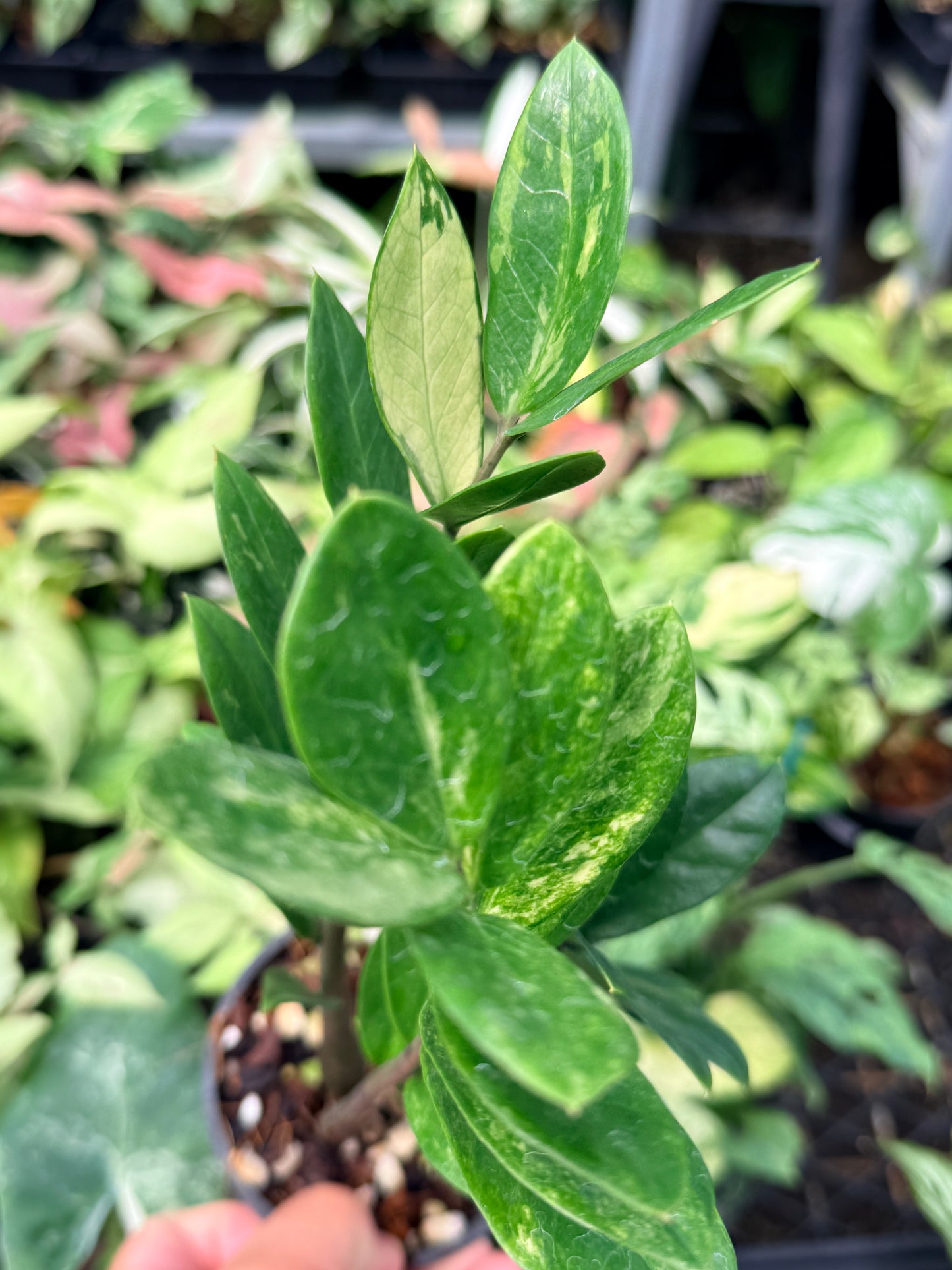 Zamioculcas zamiifolia 'Variegata' N67