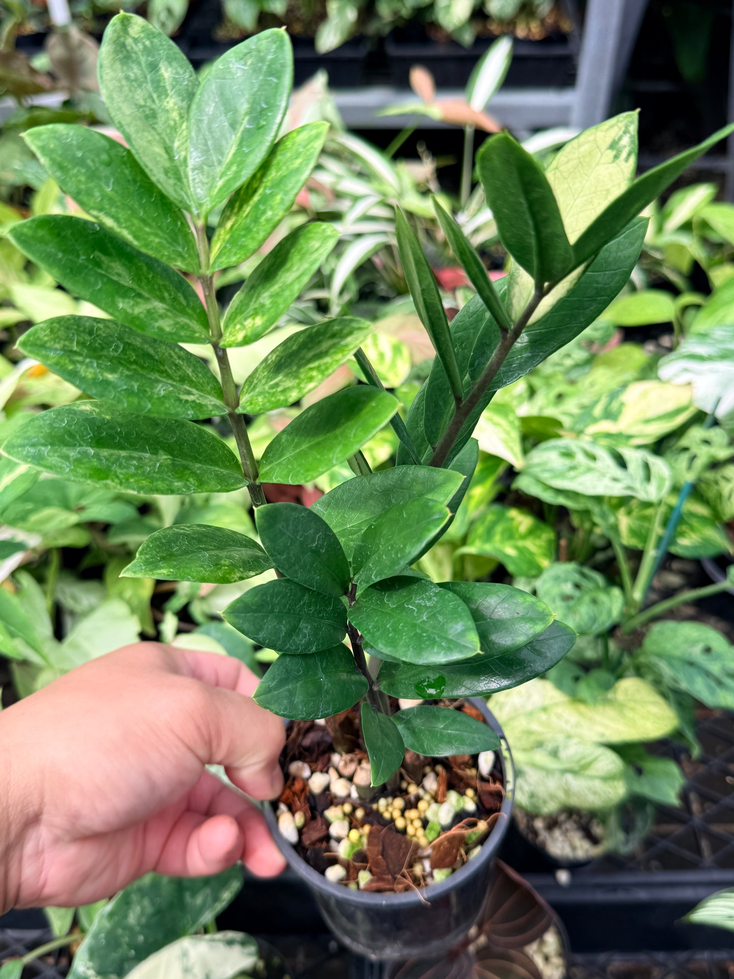 Zamioculcas zamiifolia 'Variegata' N67