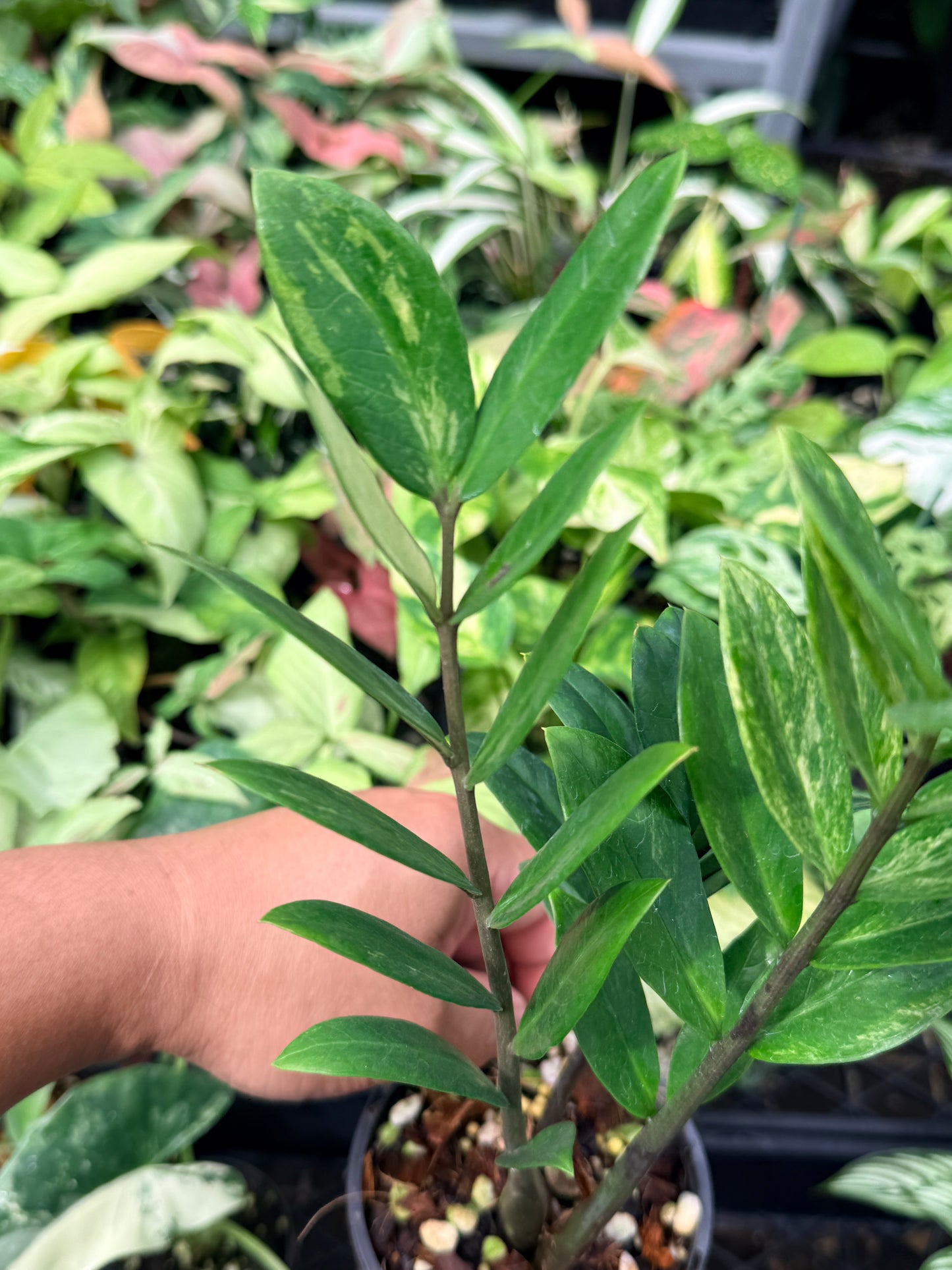 Zamioculcas zamiifolia 'Variegata' N67