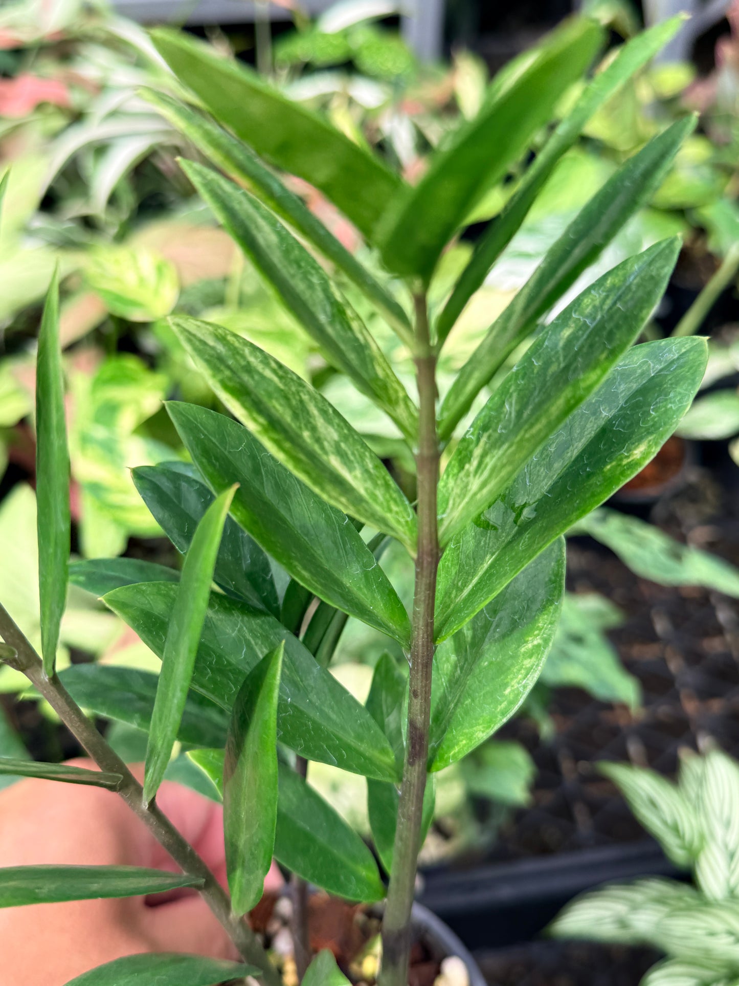 Zamioculcas zamiifolia 'Variegata' N67