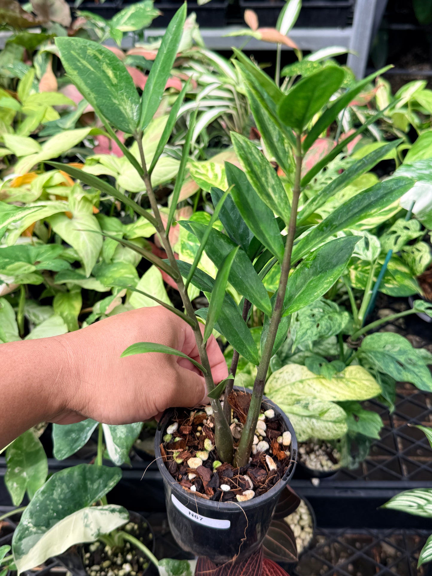 Zamioculcas zamiifolia 'Variegata' N67