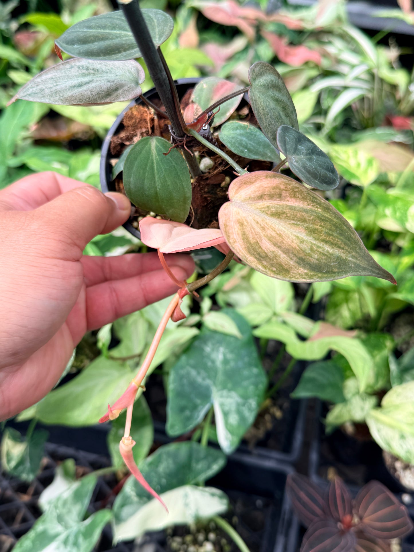 Philodendron Micans Pink Mint Variegated N72