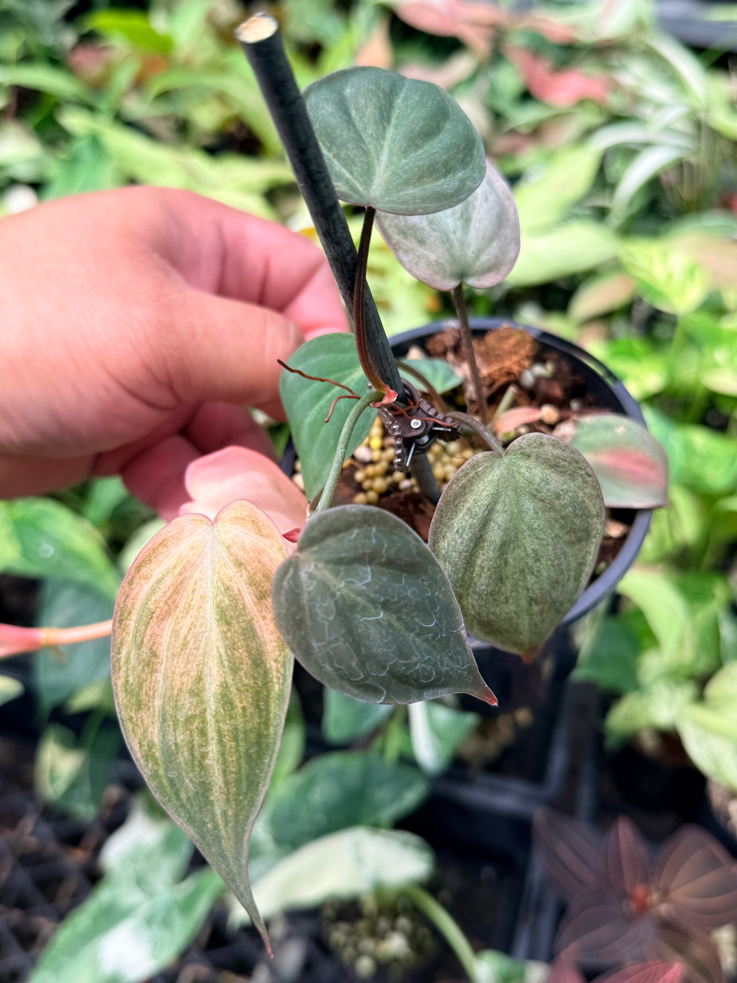 Philodendron Micans Pink Mint Variegated N72