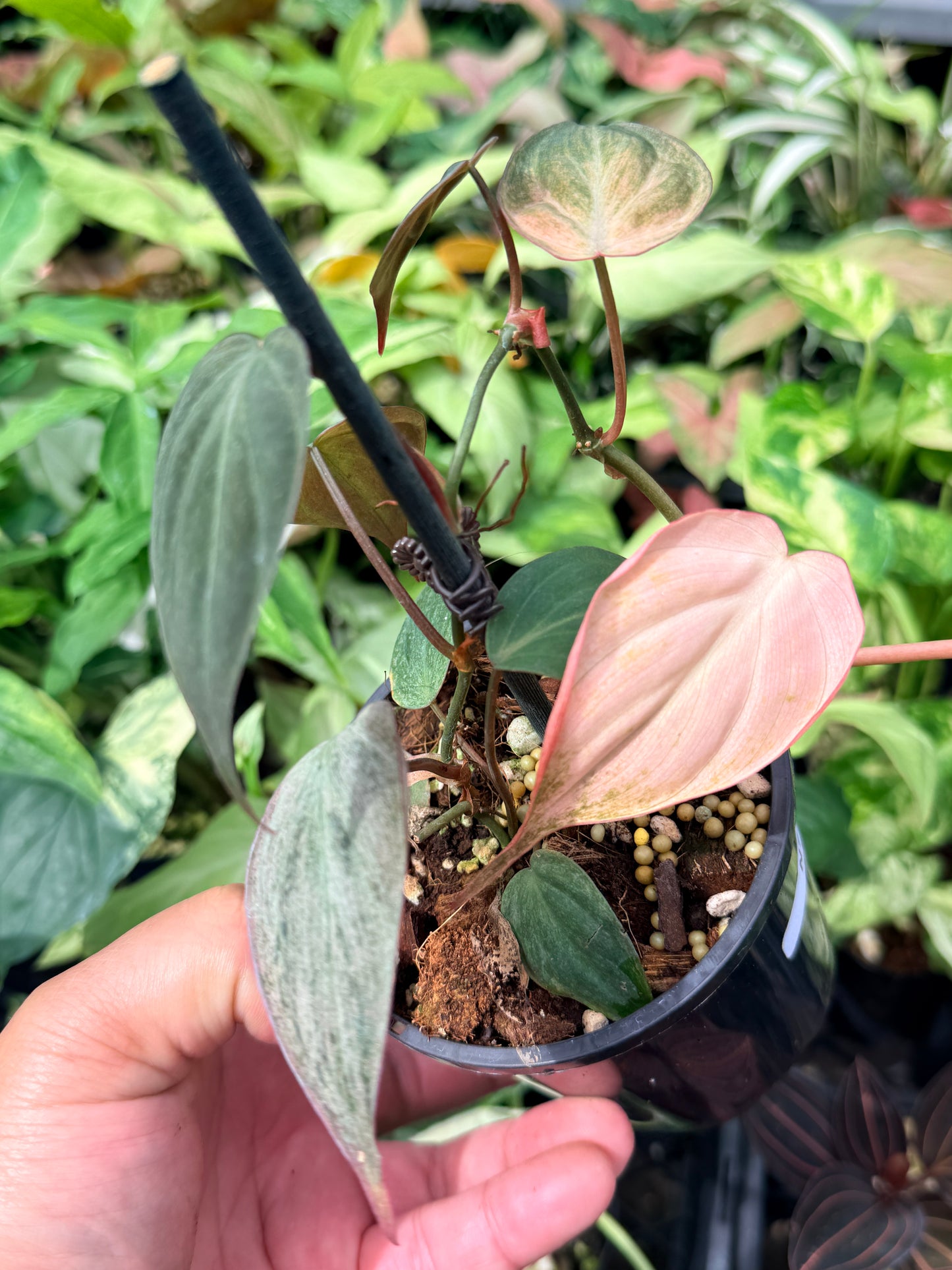 Philodendron Micans Pink Mint Variegated N72