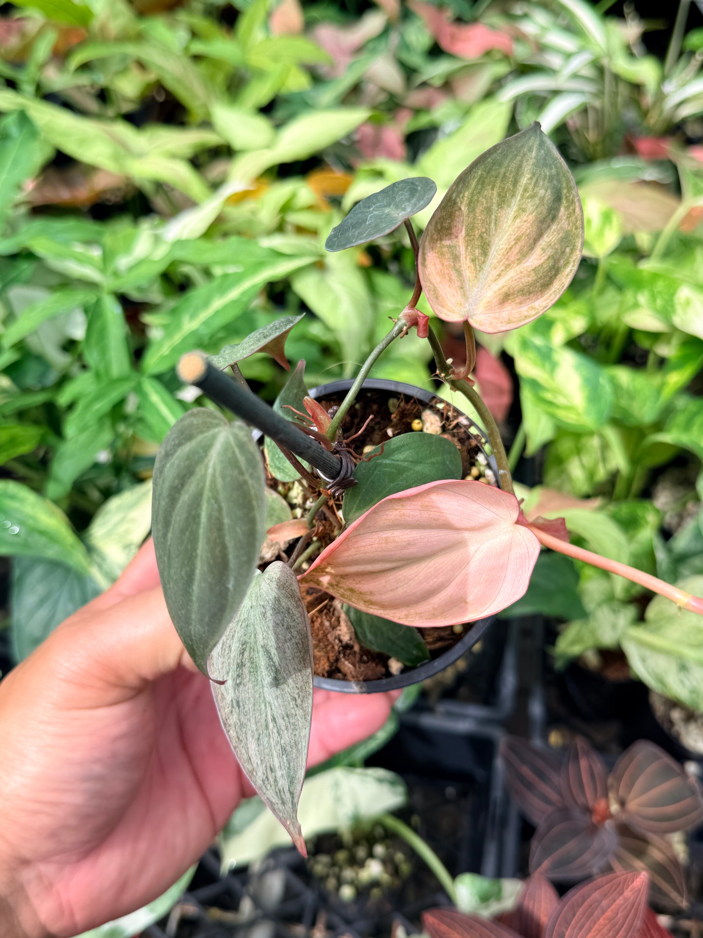 Philodendron Micans Pink Mint Variegated N72