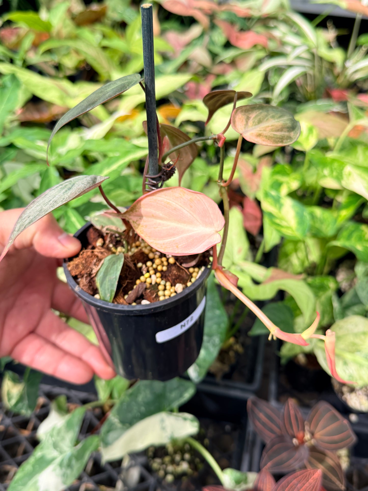 Philodendron Micans Pink Mint Variegated N72