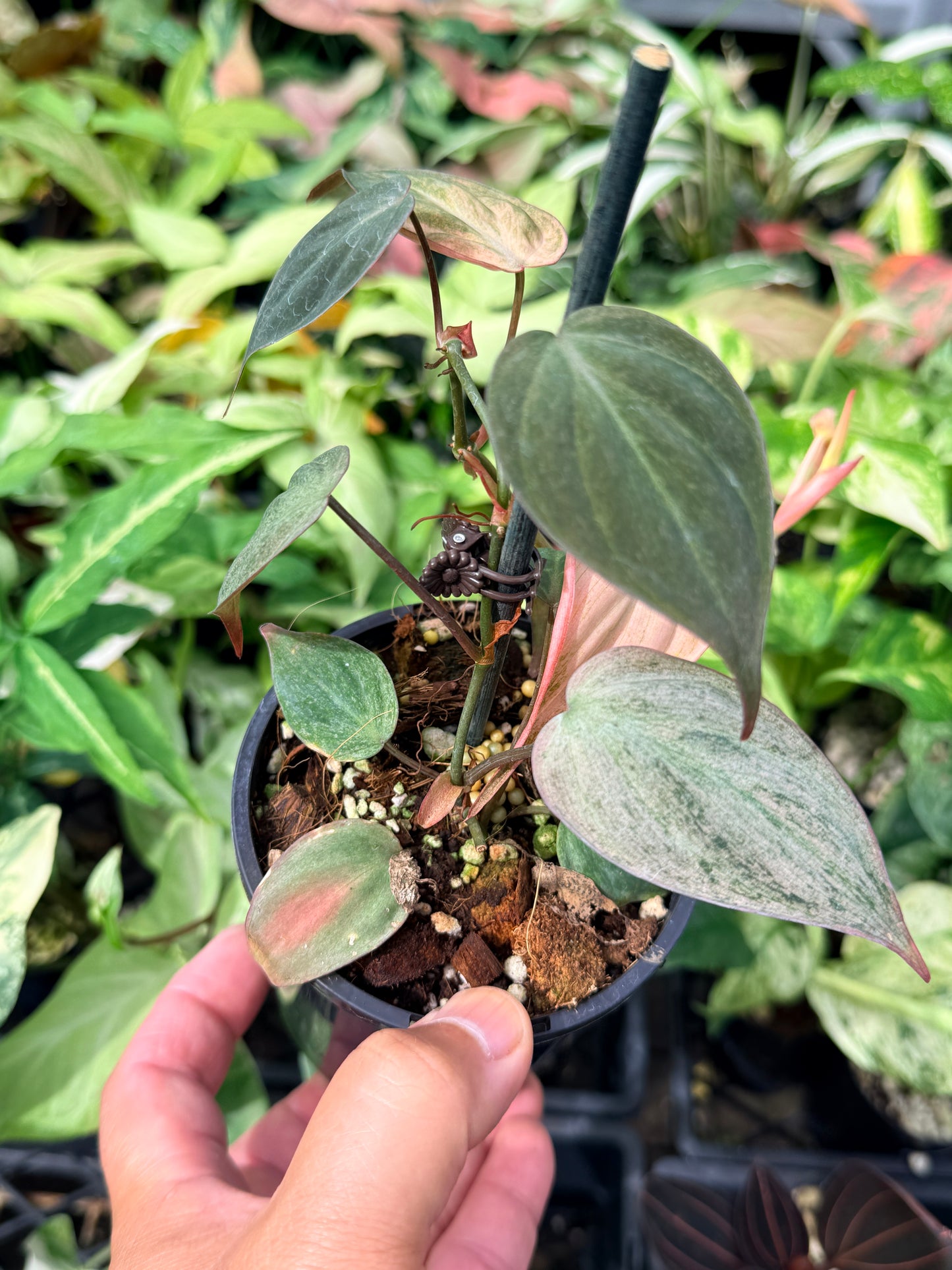 Philodendron Micans Pink Mint Variegated N72