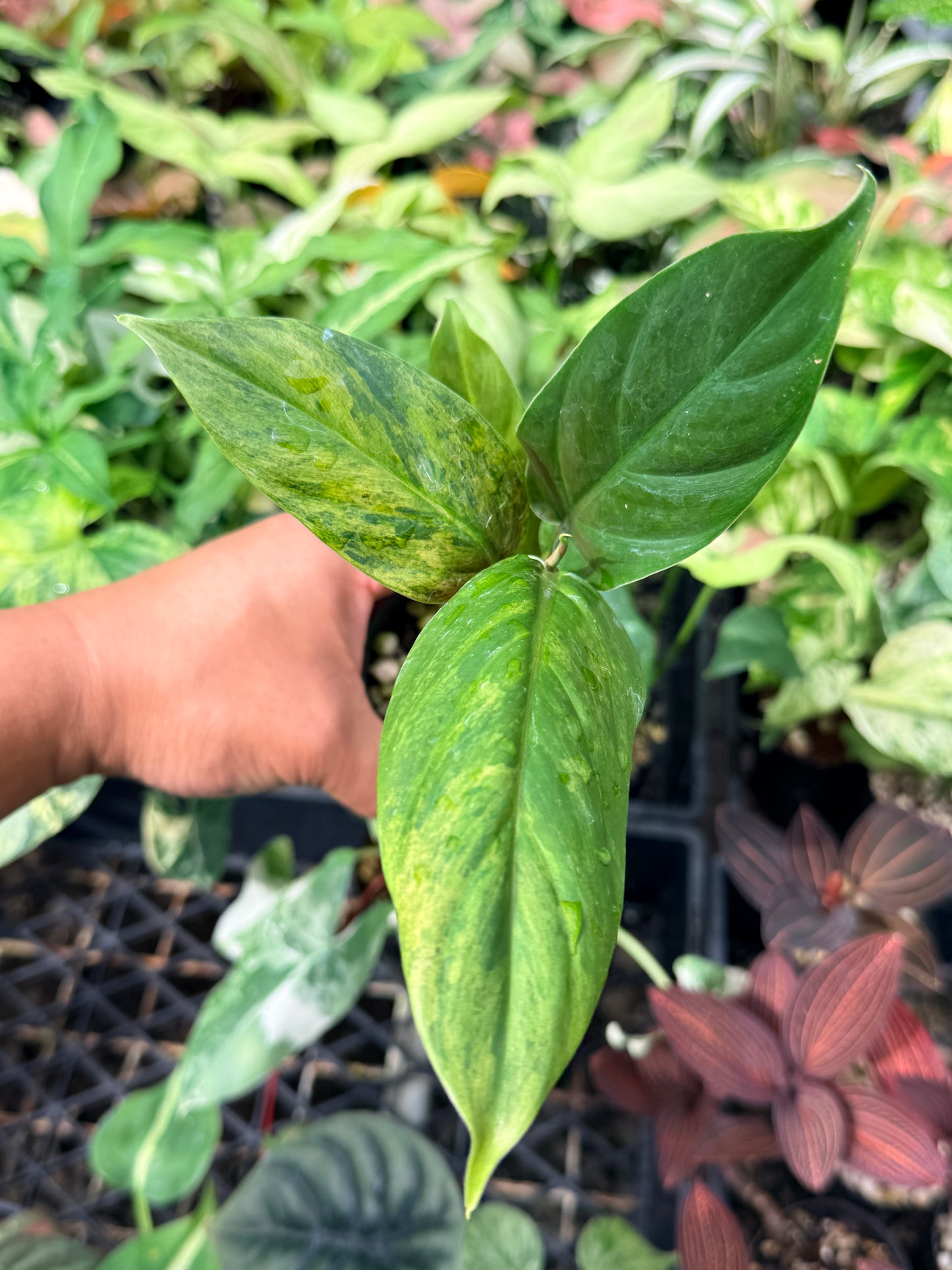 Philodendron 'Subhastatum' Variegata  N69