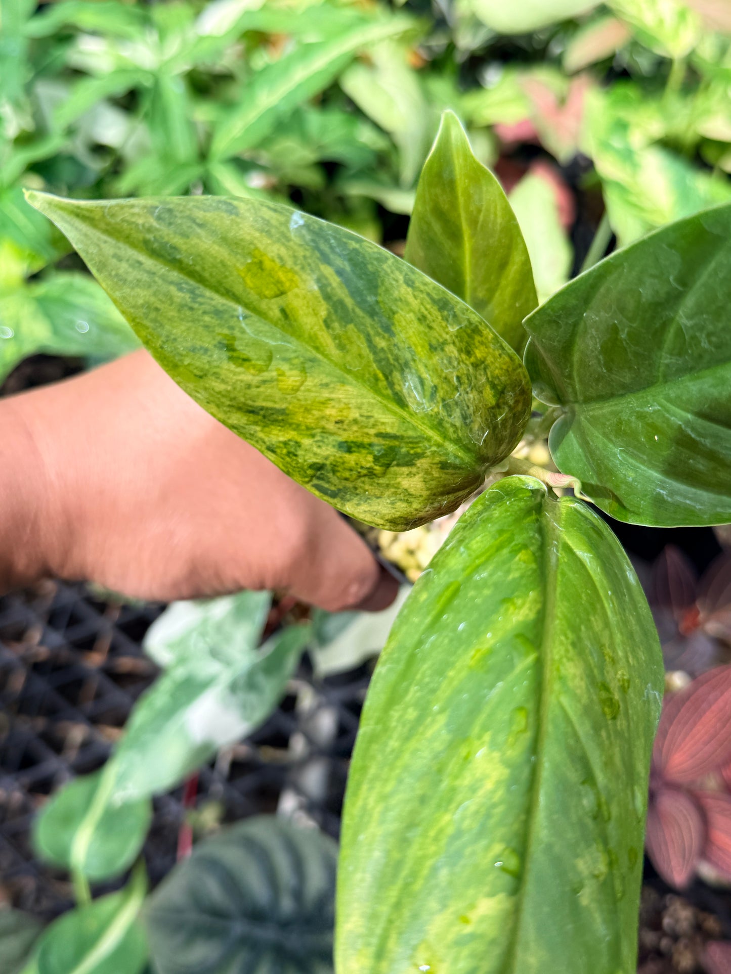 Philodendron 'Subhastatum' Variegata  N69